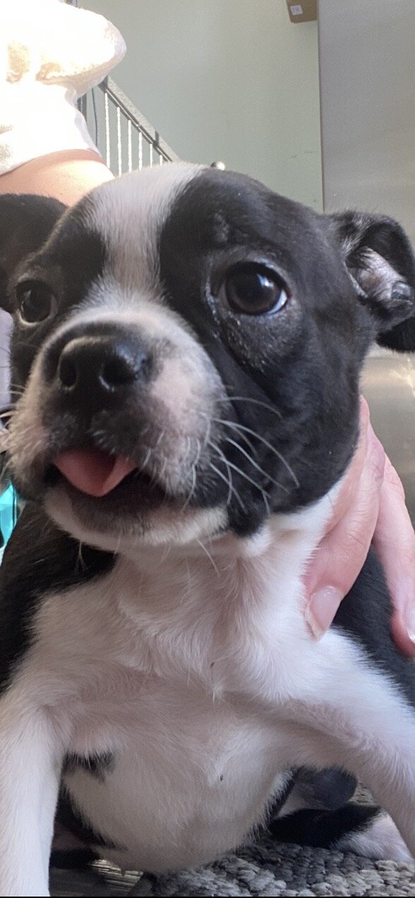 Boston Terrier adorable puppies image 2