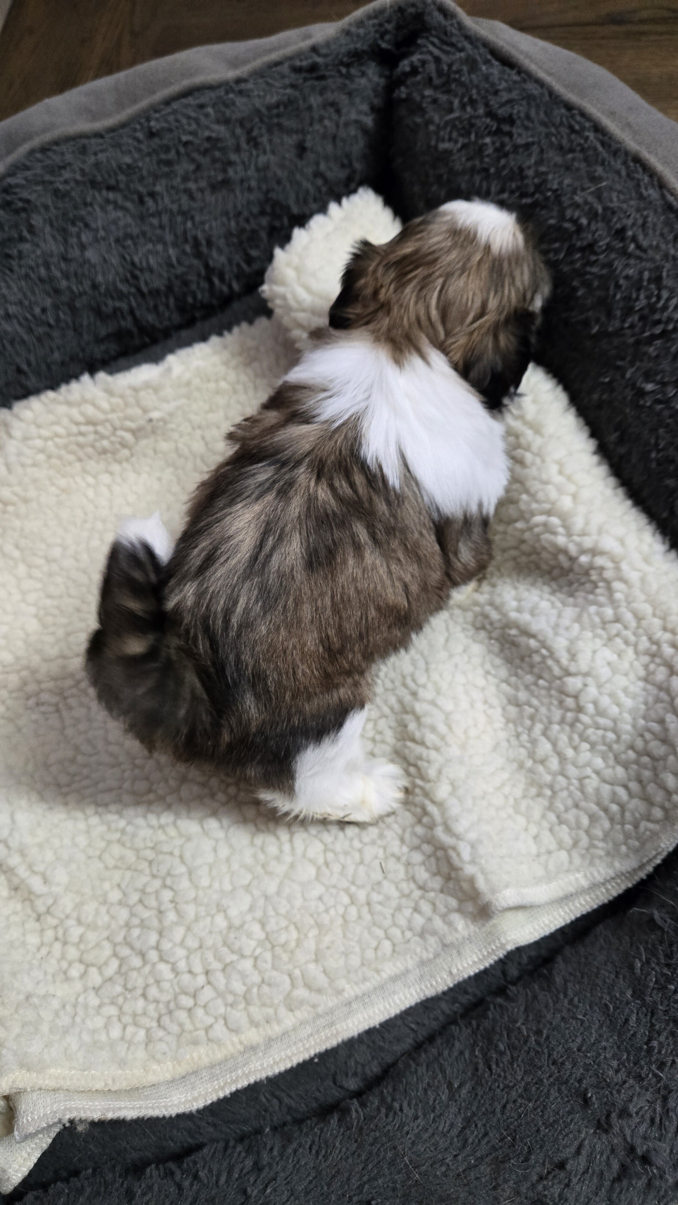 Shih tzu girl imperial image 2