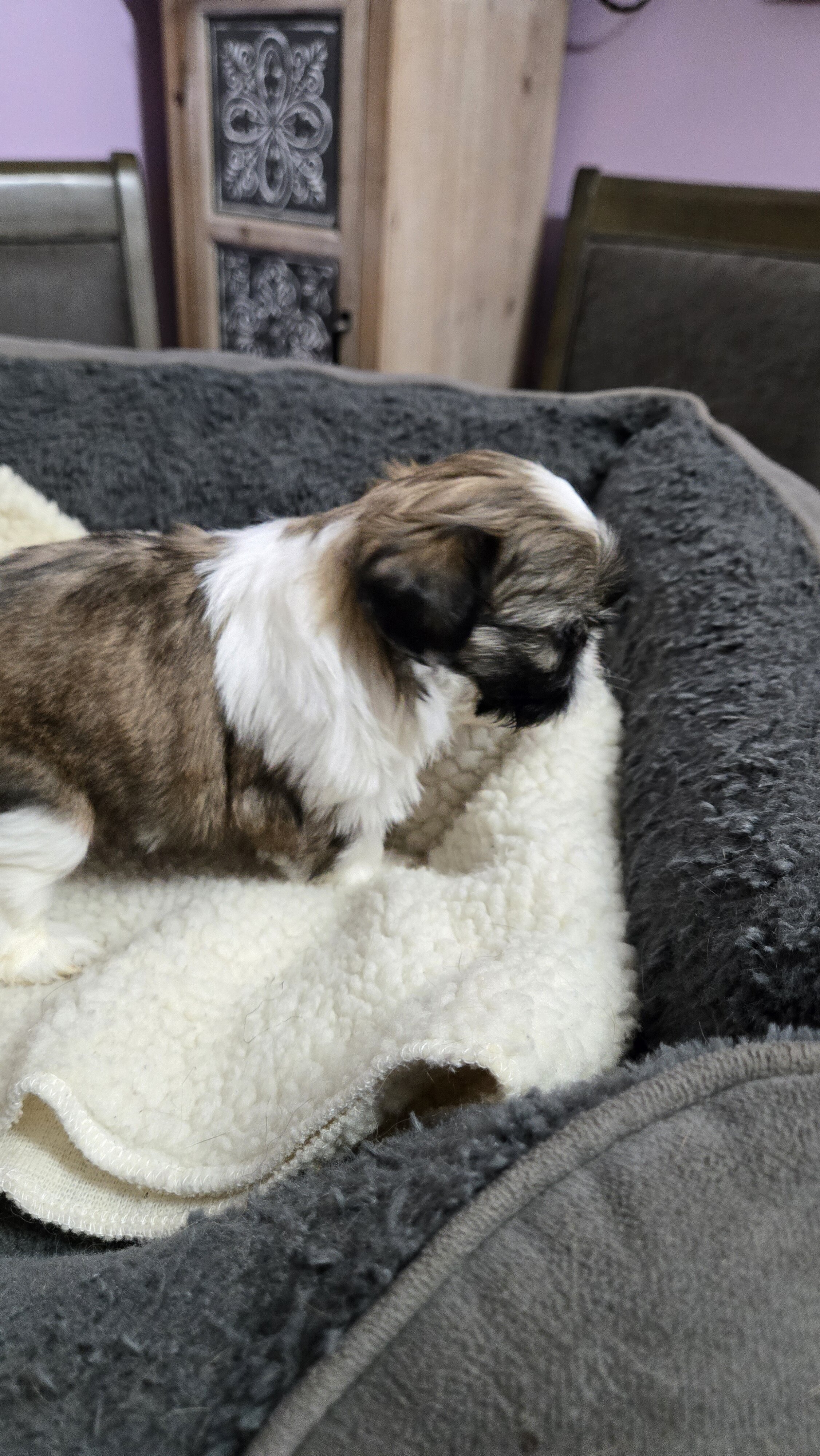 Shih tzu girl imperial image 3