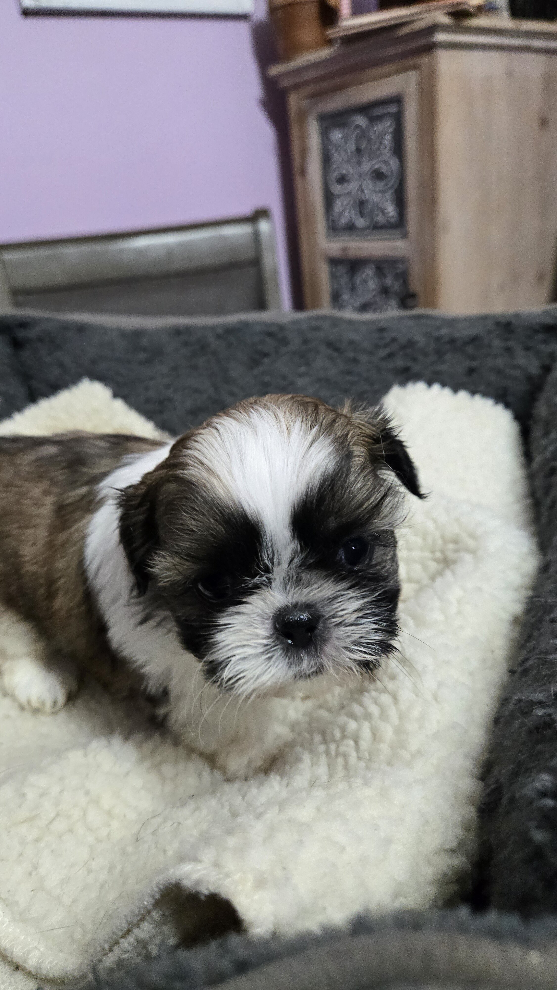 Shih tzu girl imperial image 1