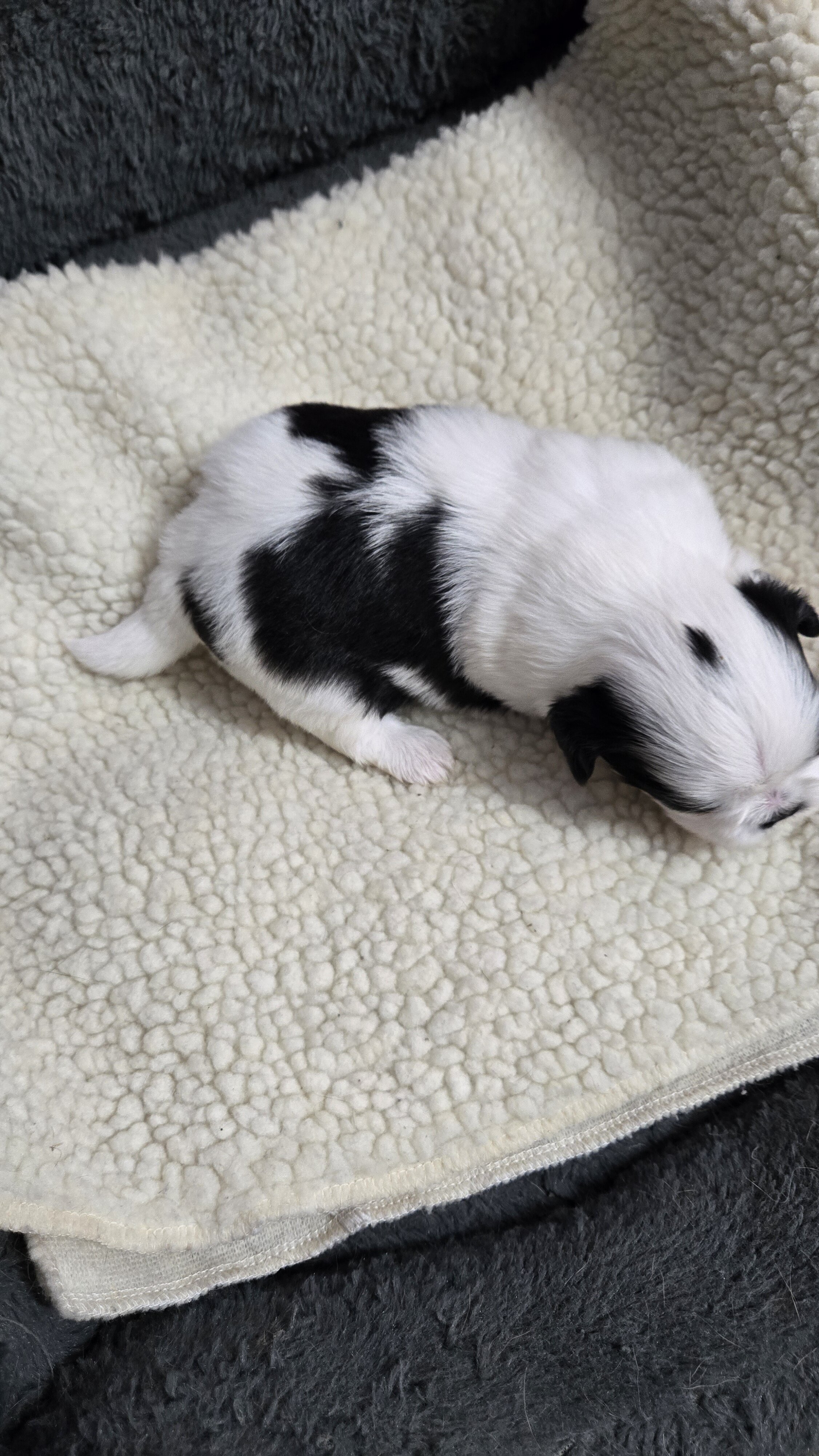 Shih tzu male image 2