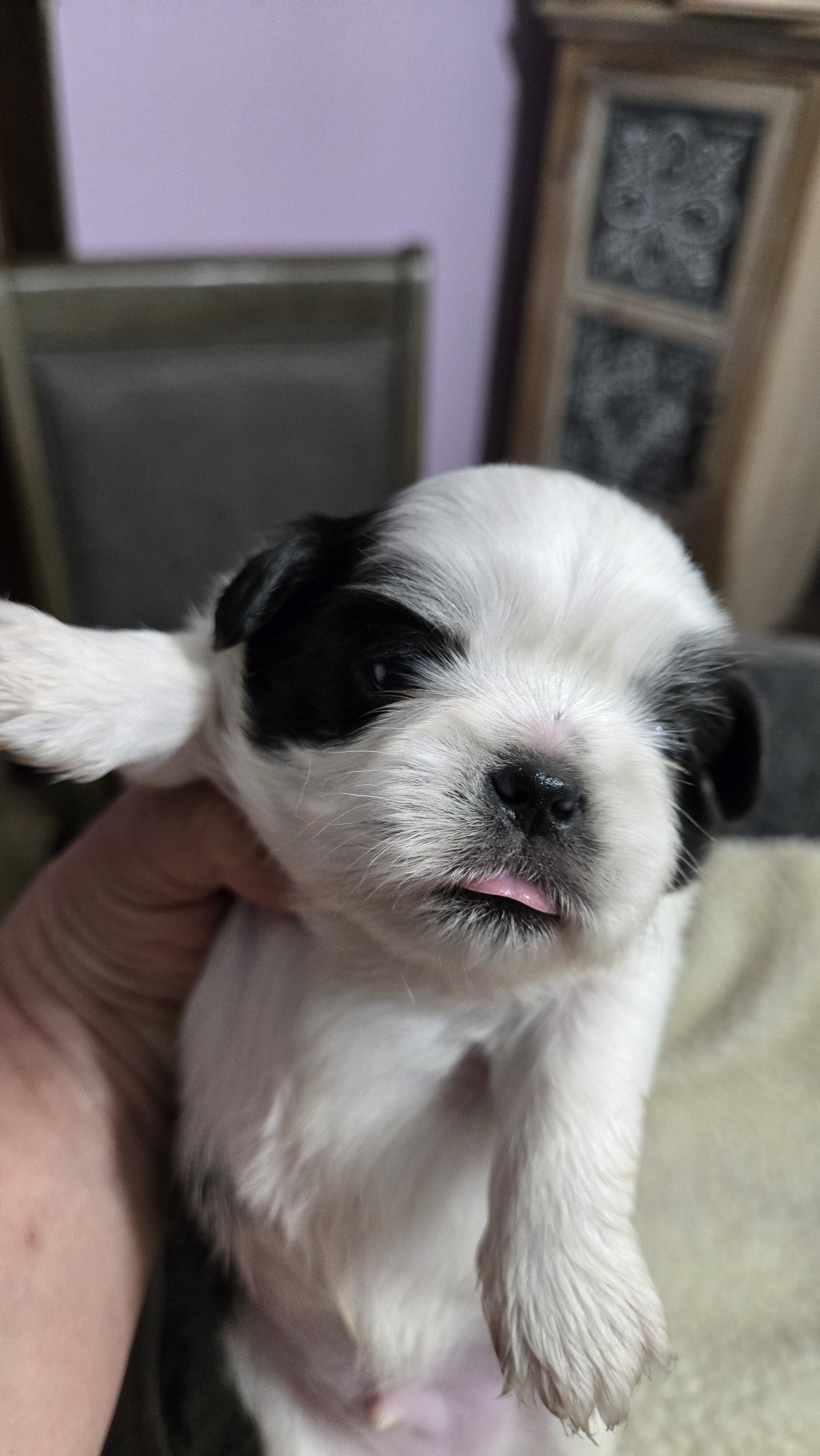 Shih tzu male image 1