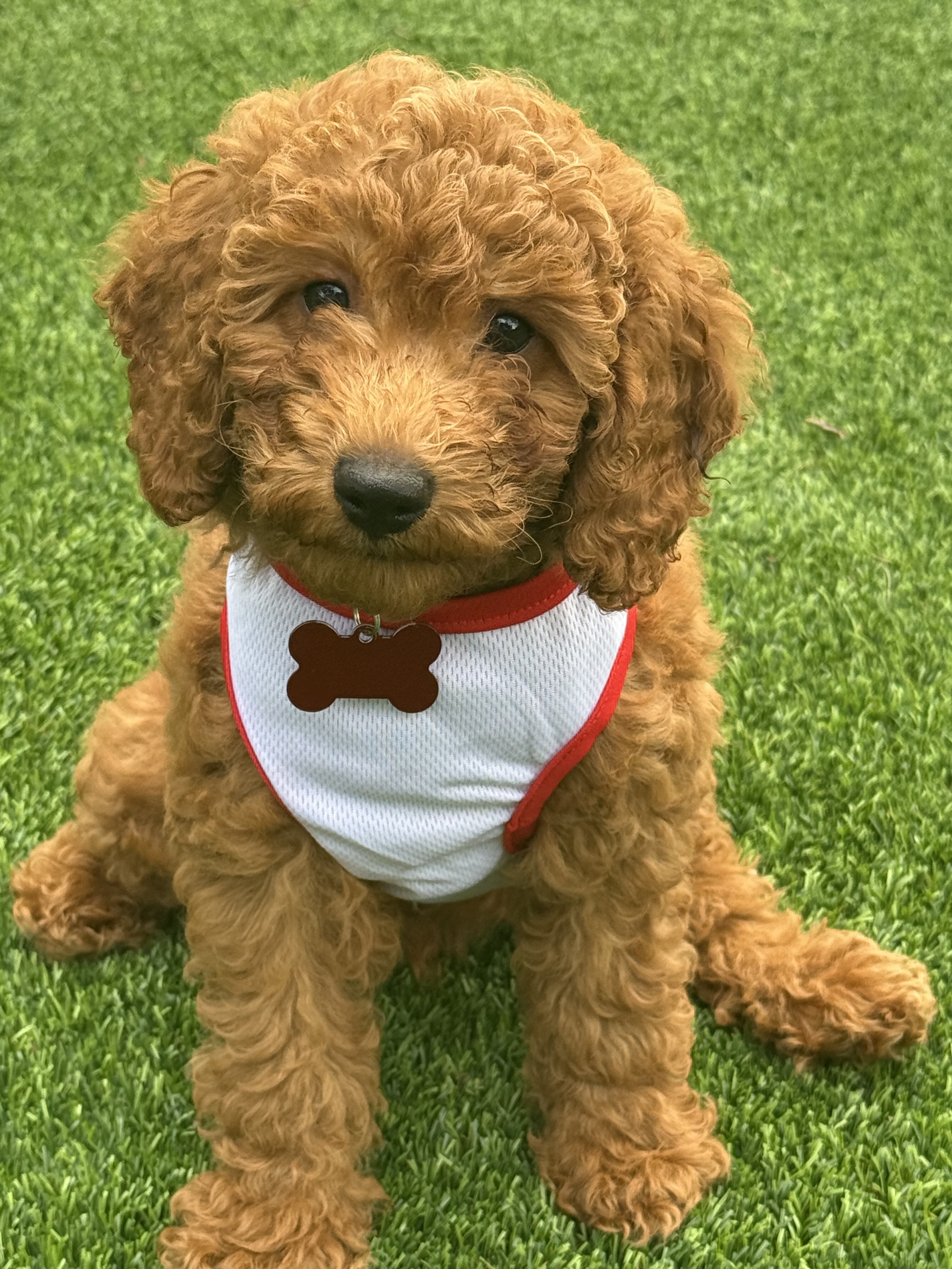 Red Mini Poodles image 1