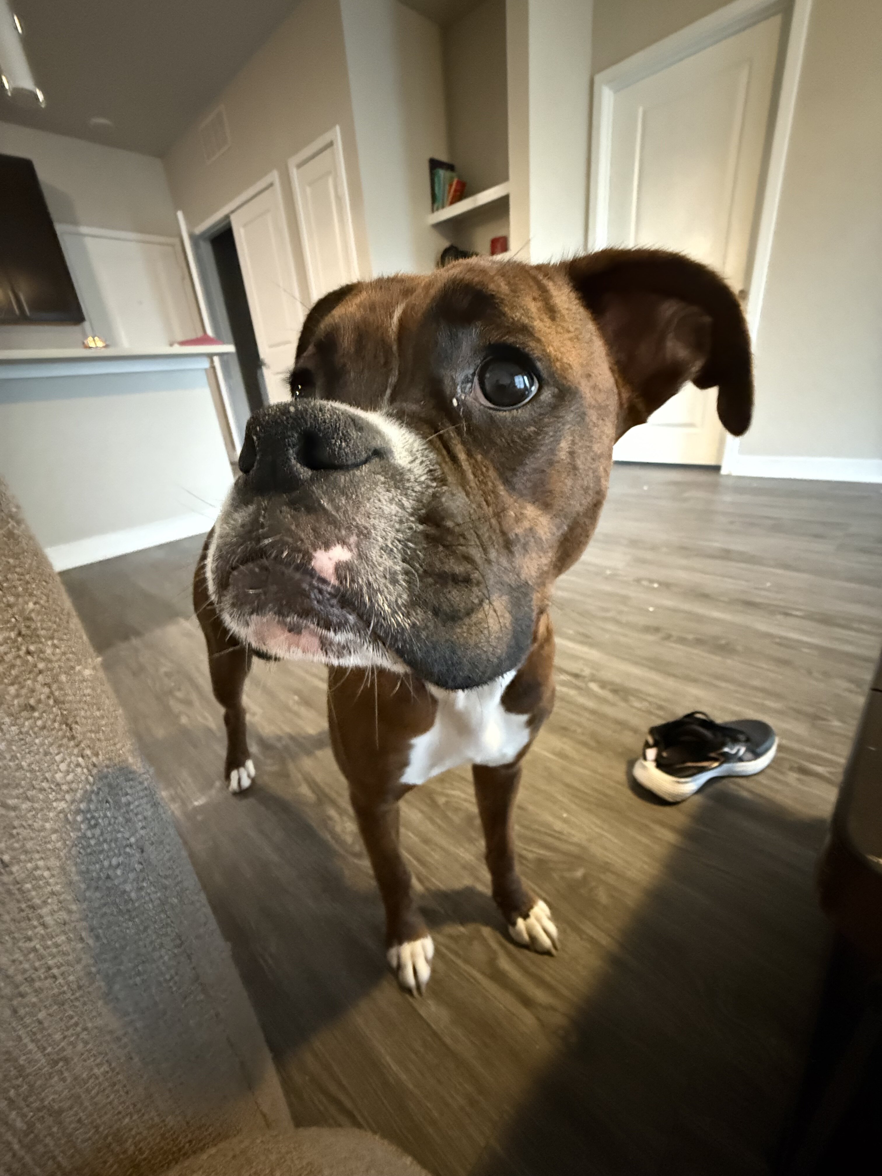 Boxer image 5
