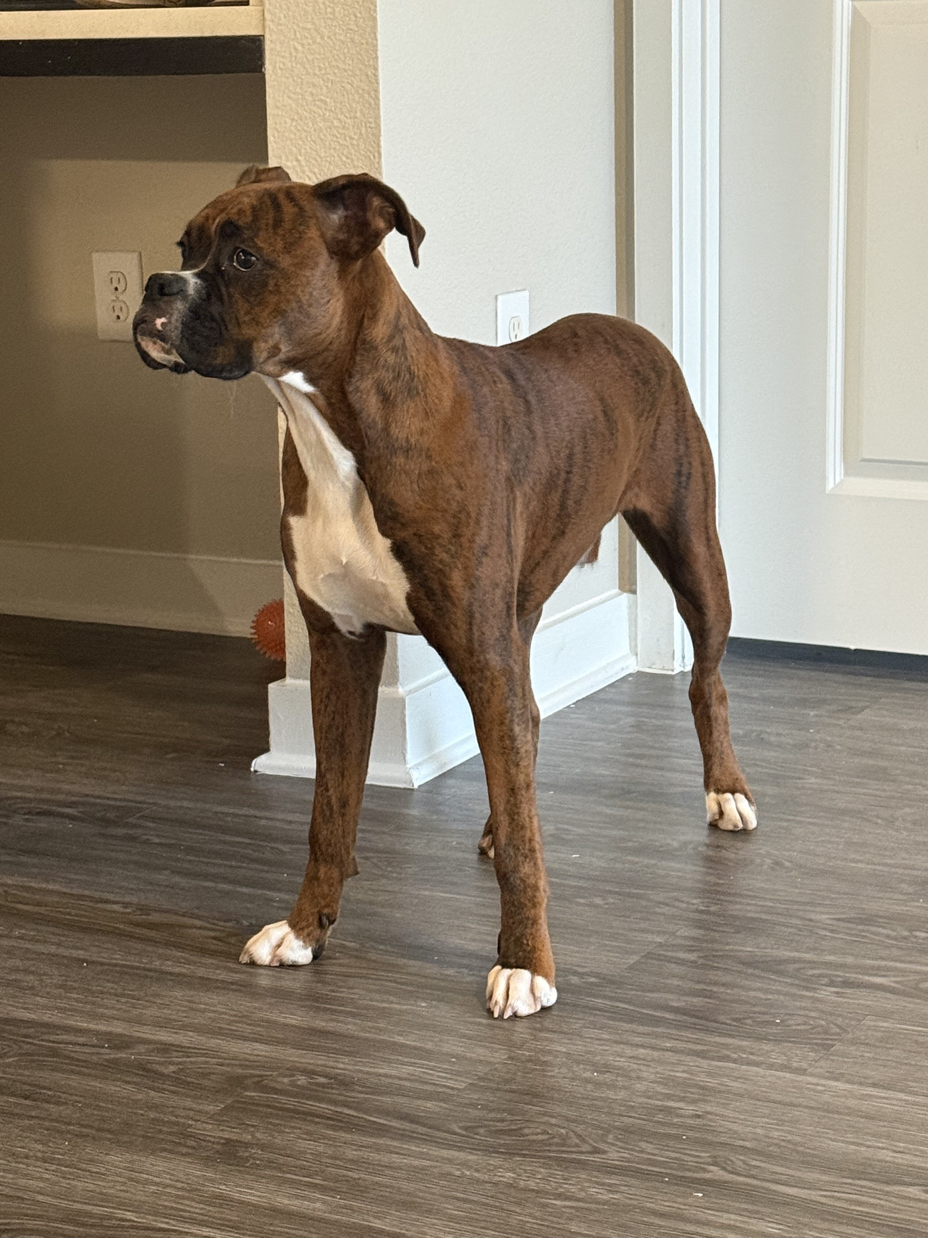Boxer image 1