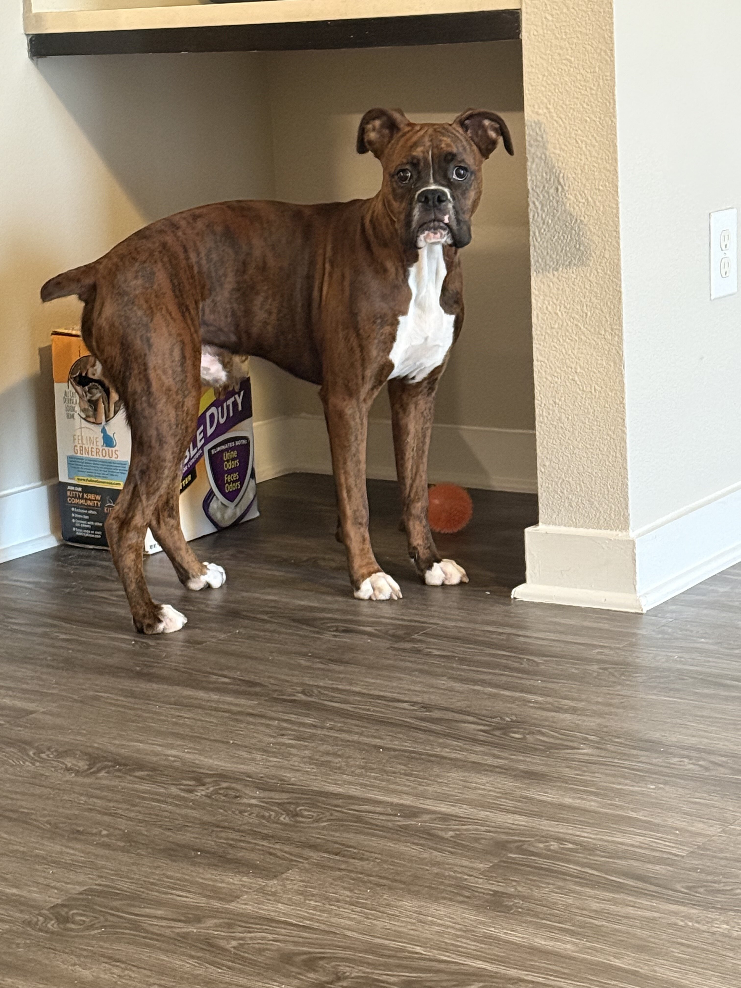 Boxer image 2