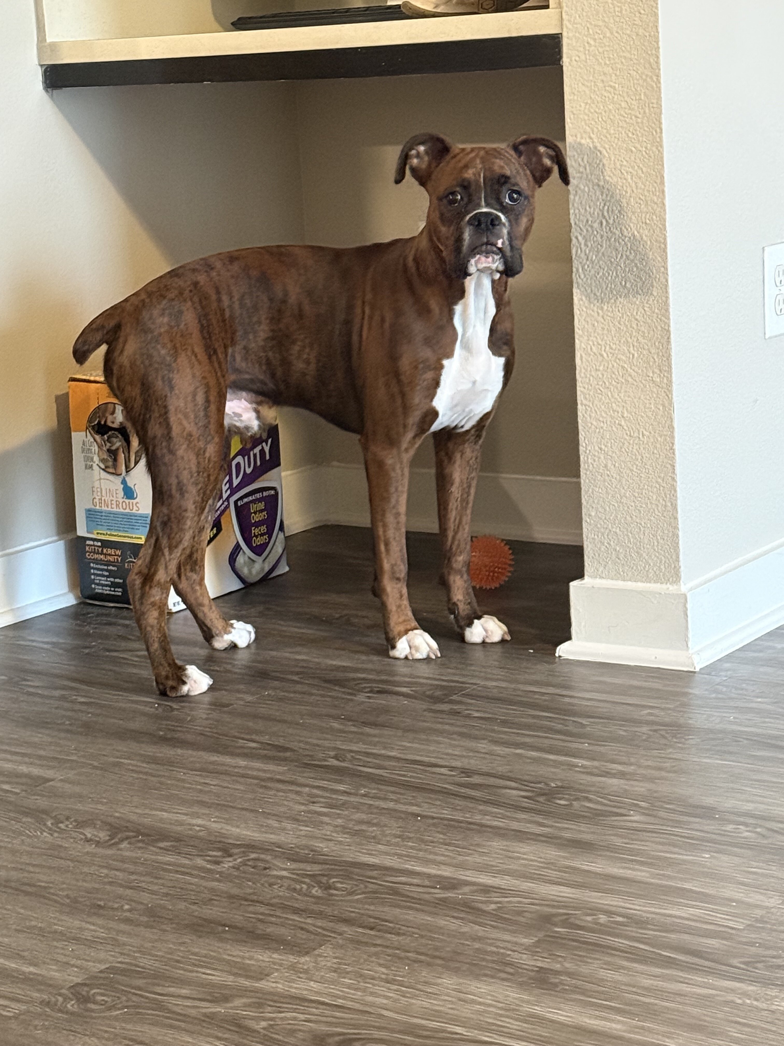 Boxer image 4