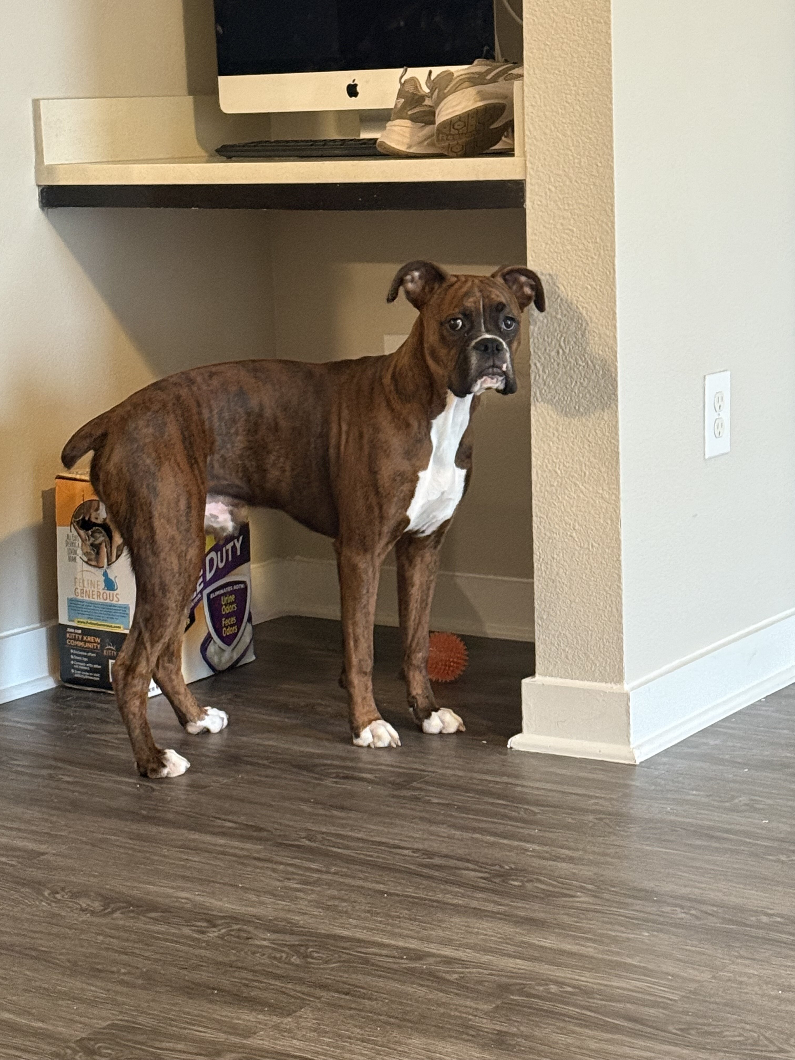 Boxer image 3