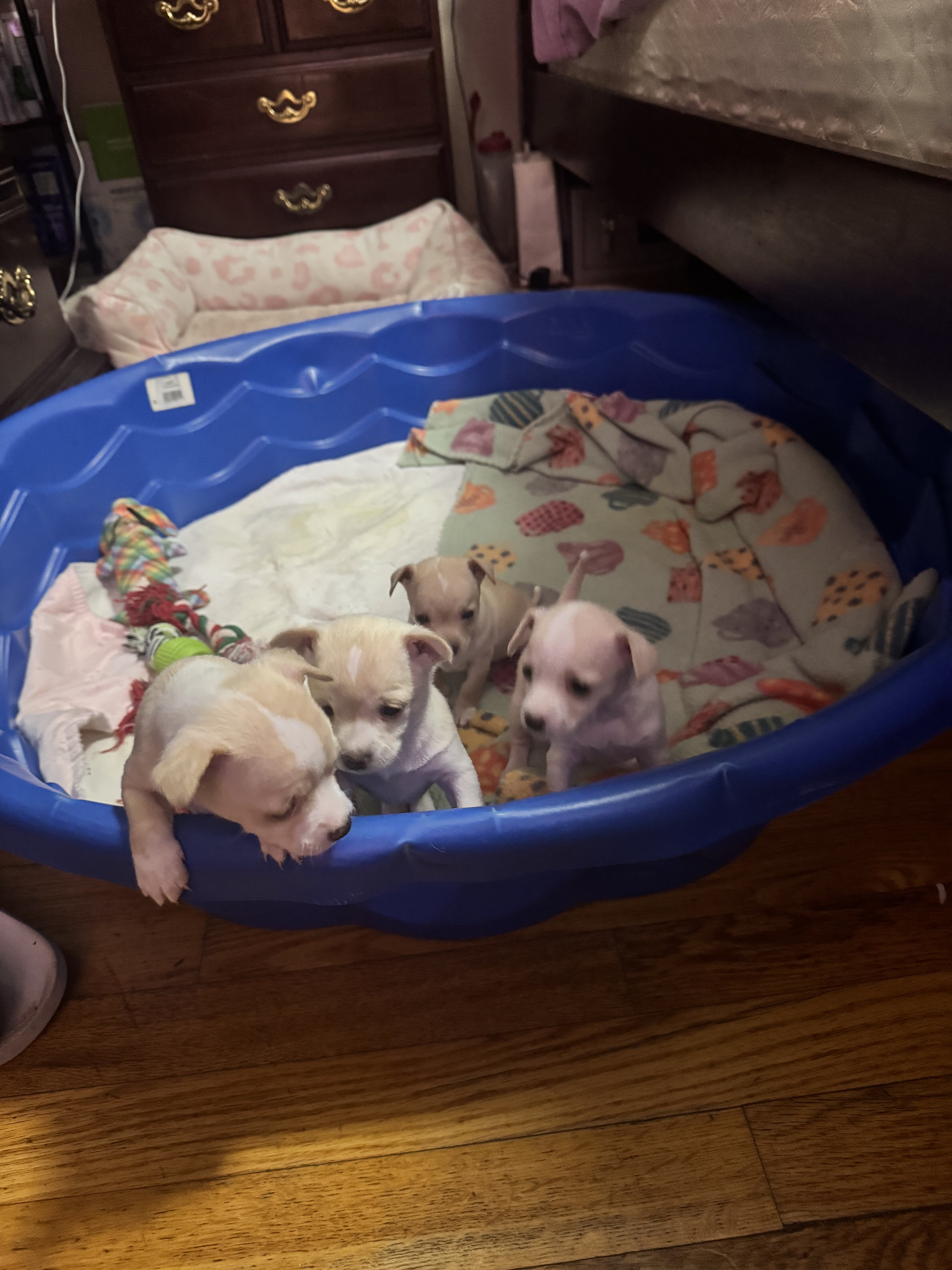 Toy, Deer head, Smooth coat, Chihuahuas image 4