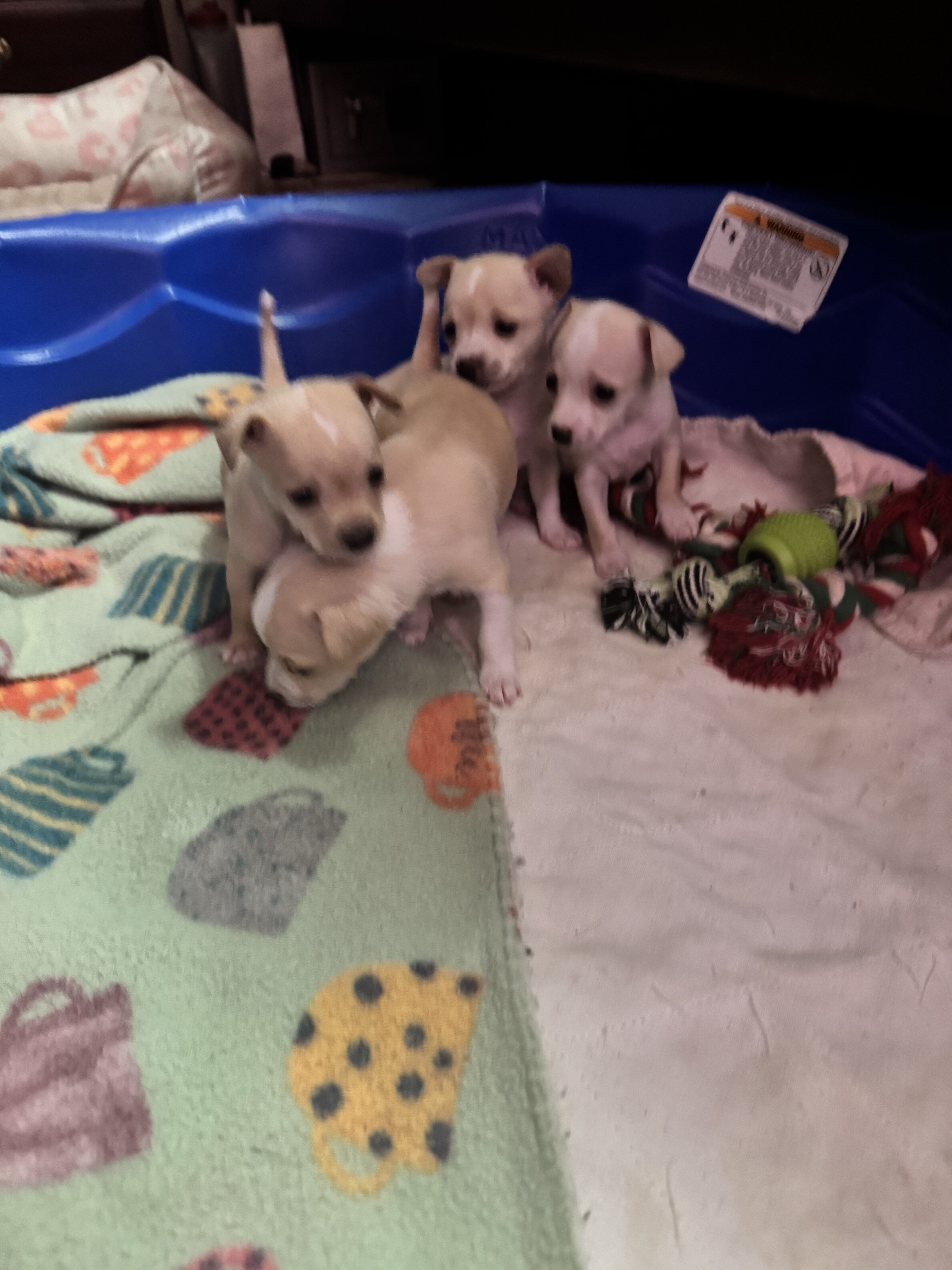 Toy, Deer head, Smooth coat, Chihuahuas image 1