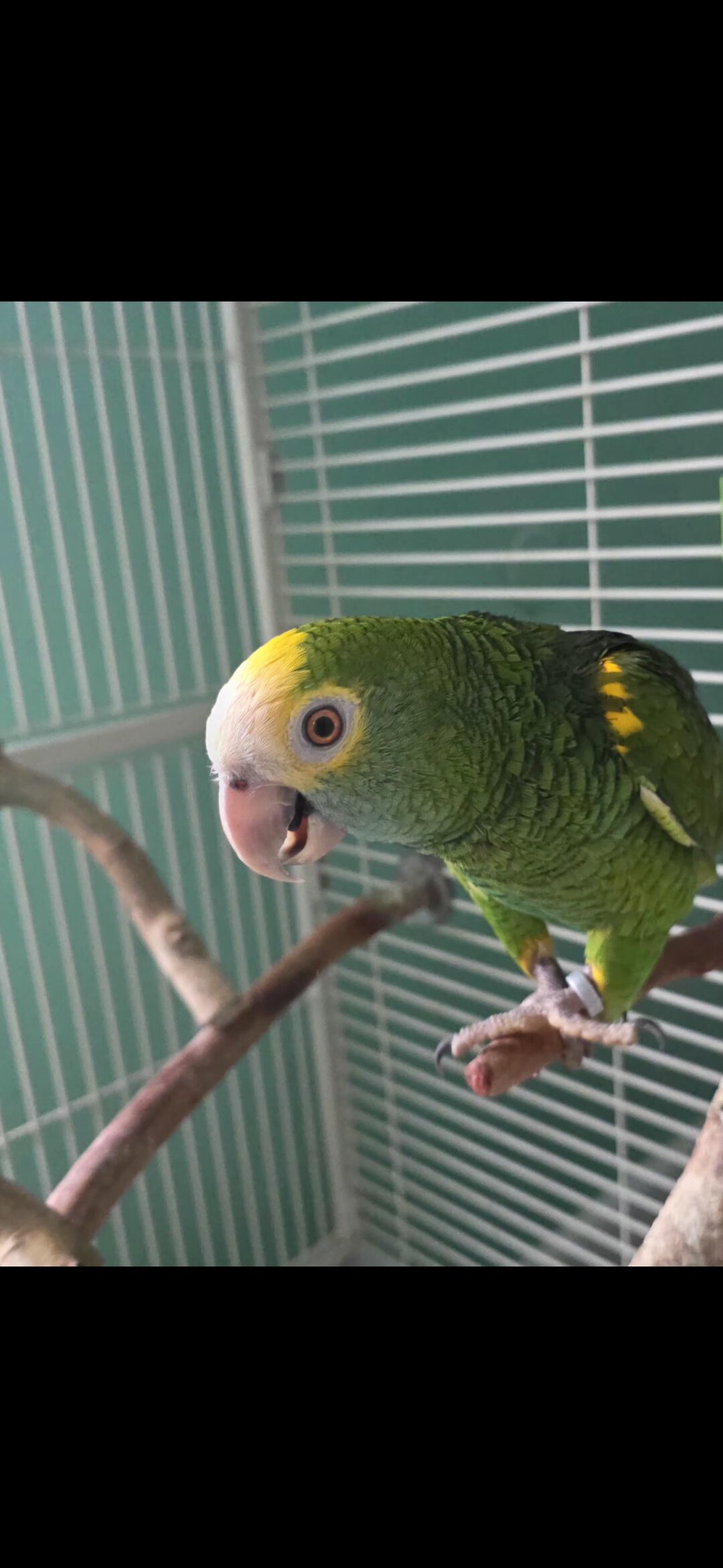 Yellow Shoulder Amazon Parrot image 1