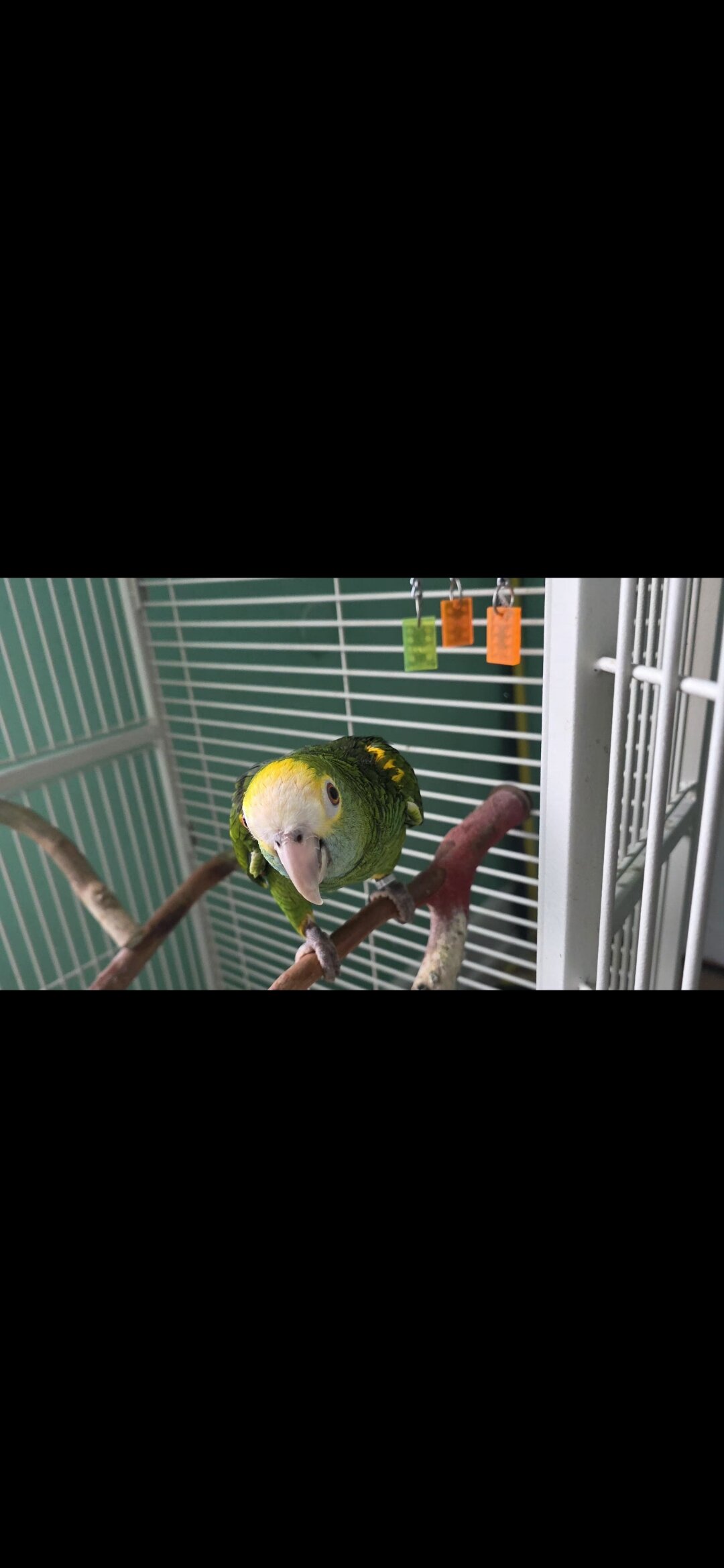 Yellow Shoulder Amazon Parrot image 2