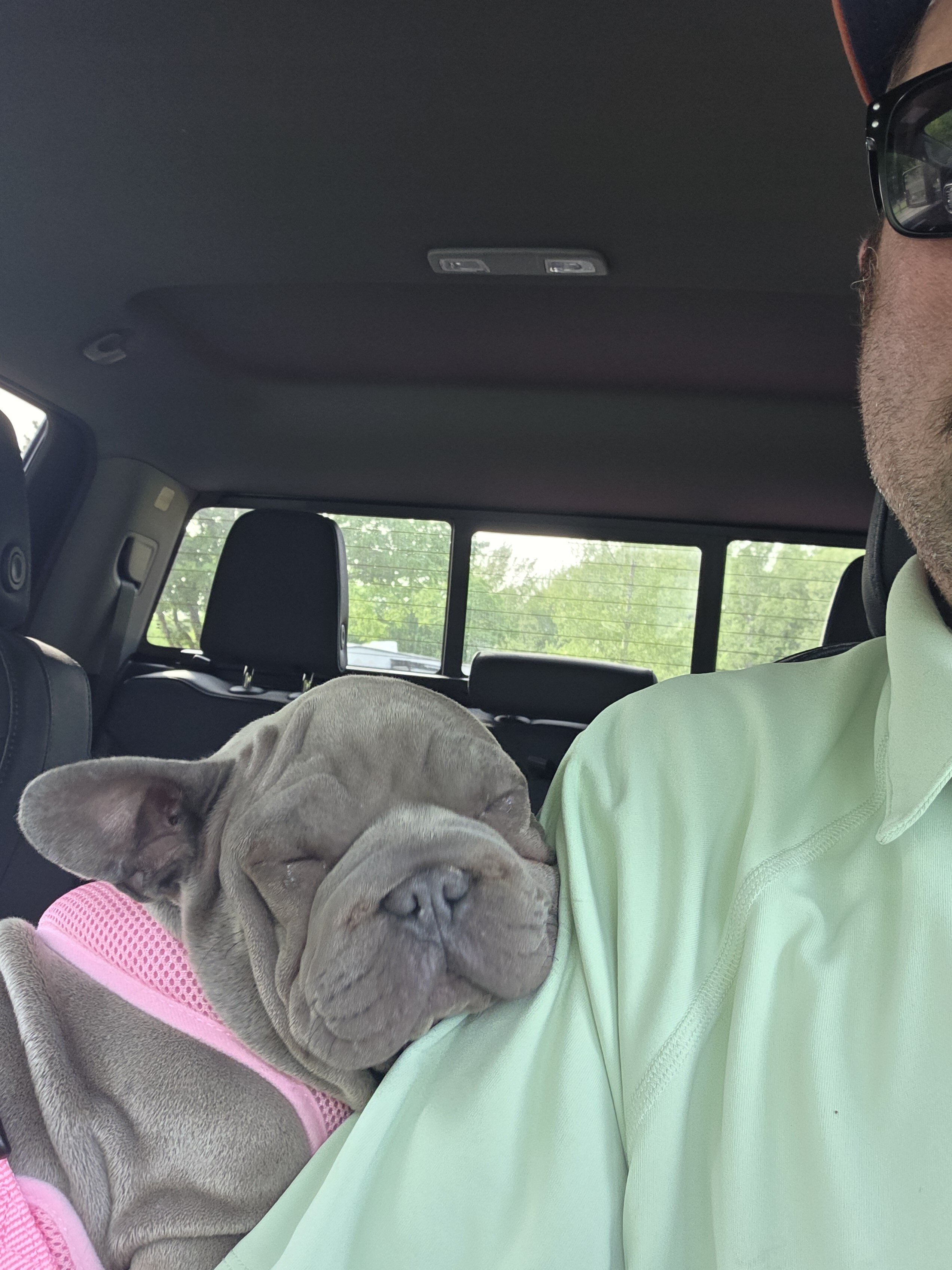 French Bulldog (Big Rope Blue) Puppy image 1