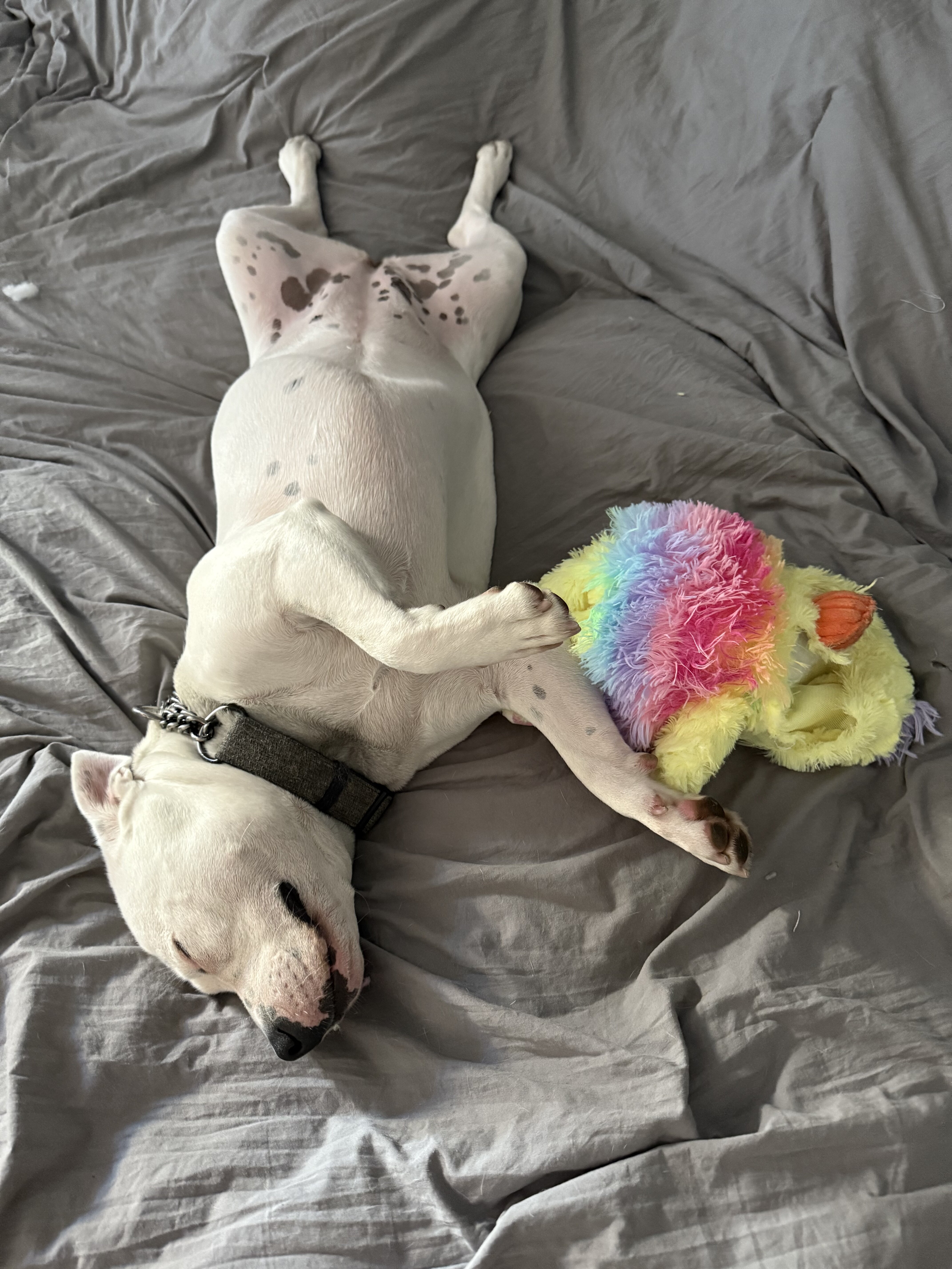 Dog image 3