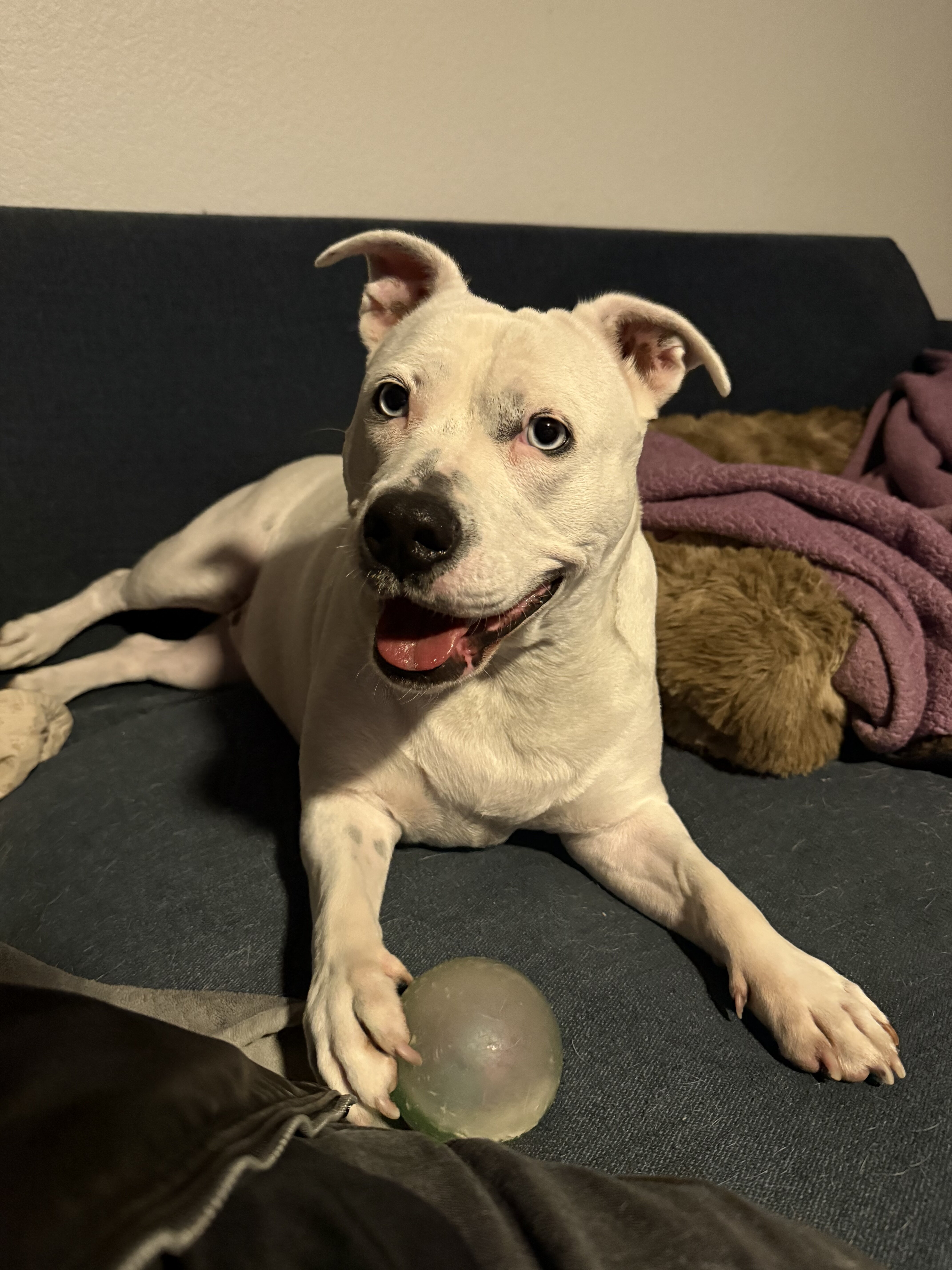 Dog image 2