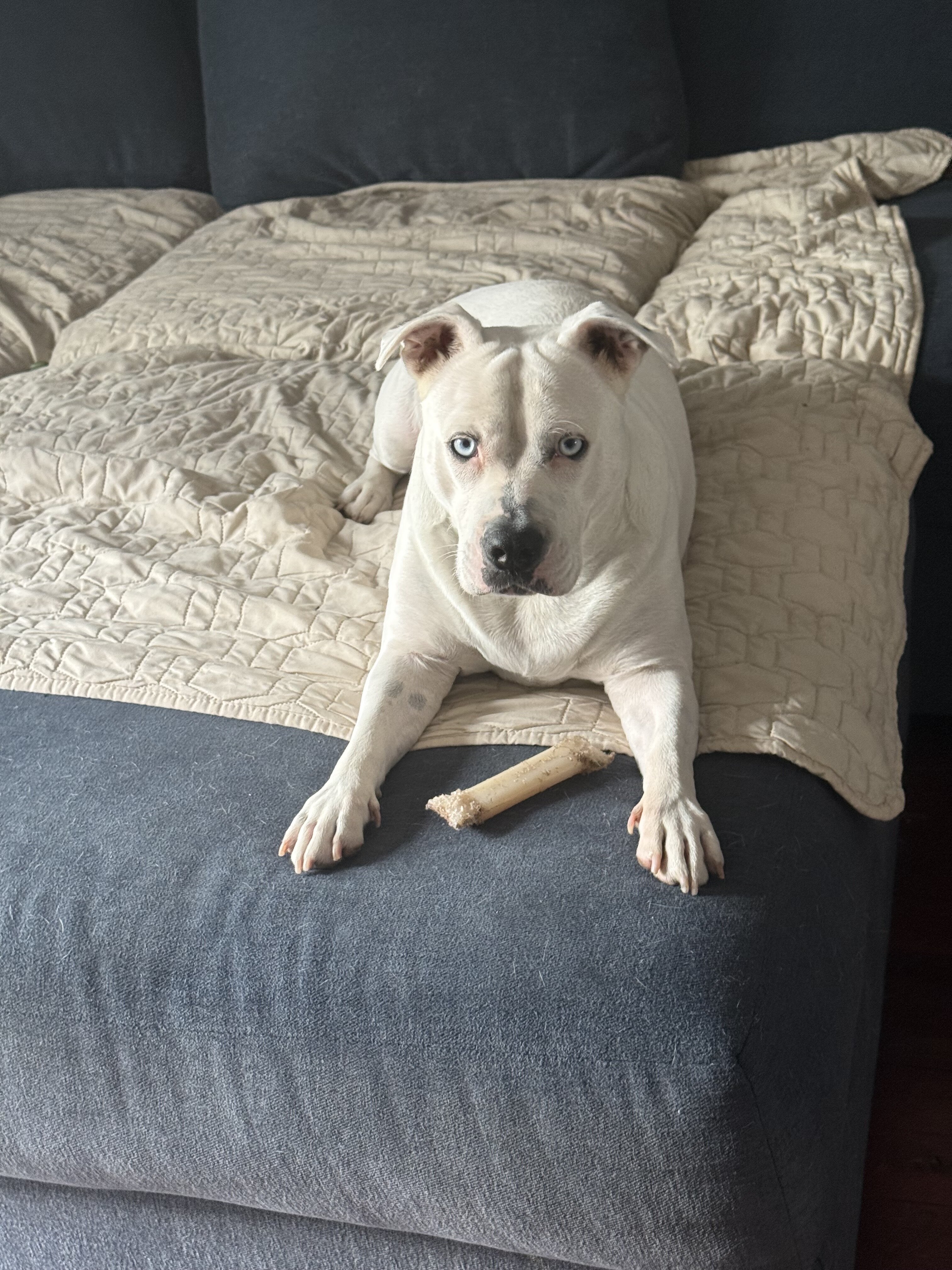 Dog image 1