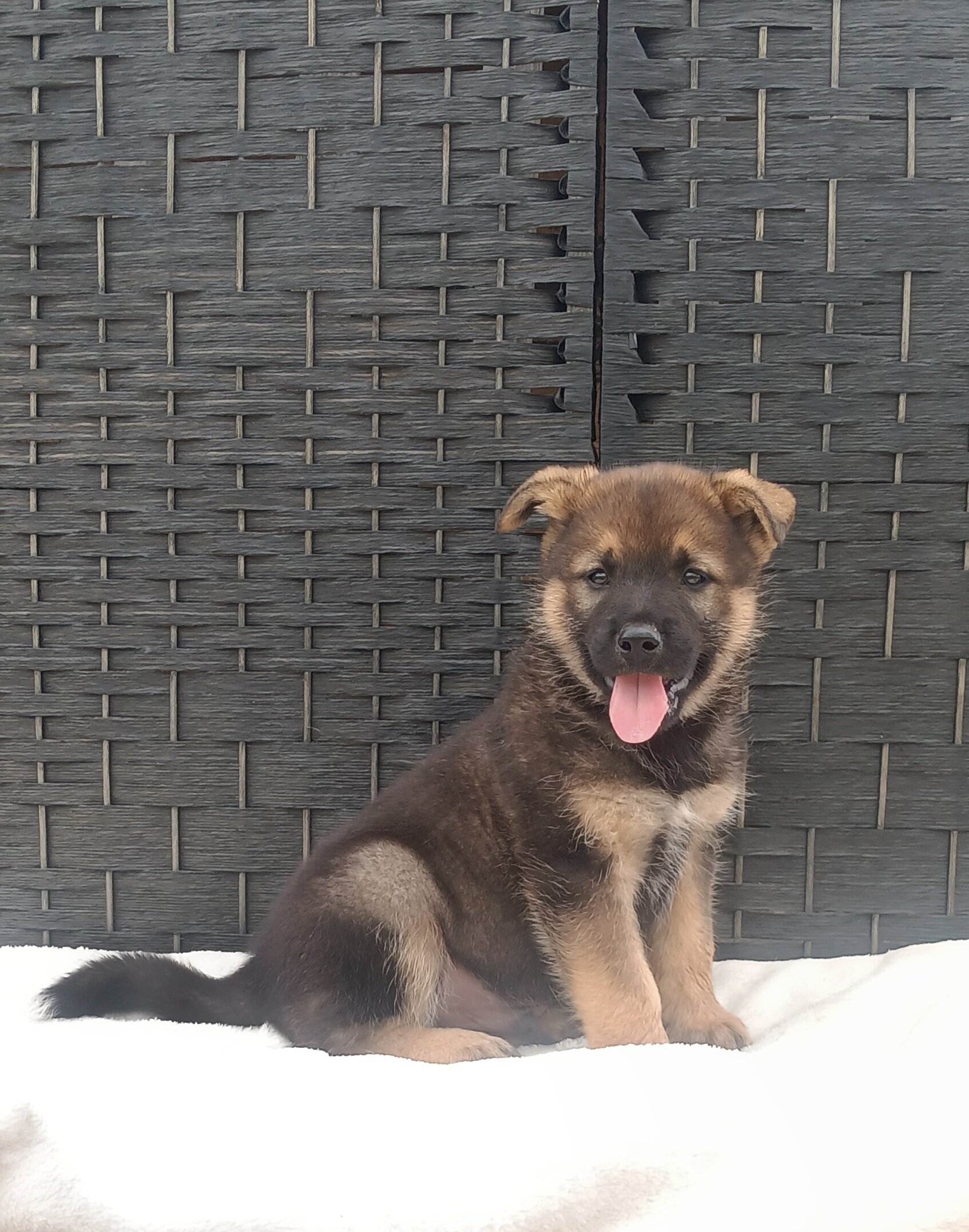 CKC German shepherd puppies image 3