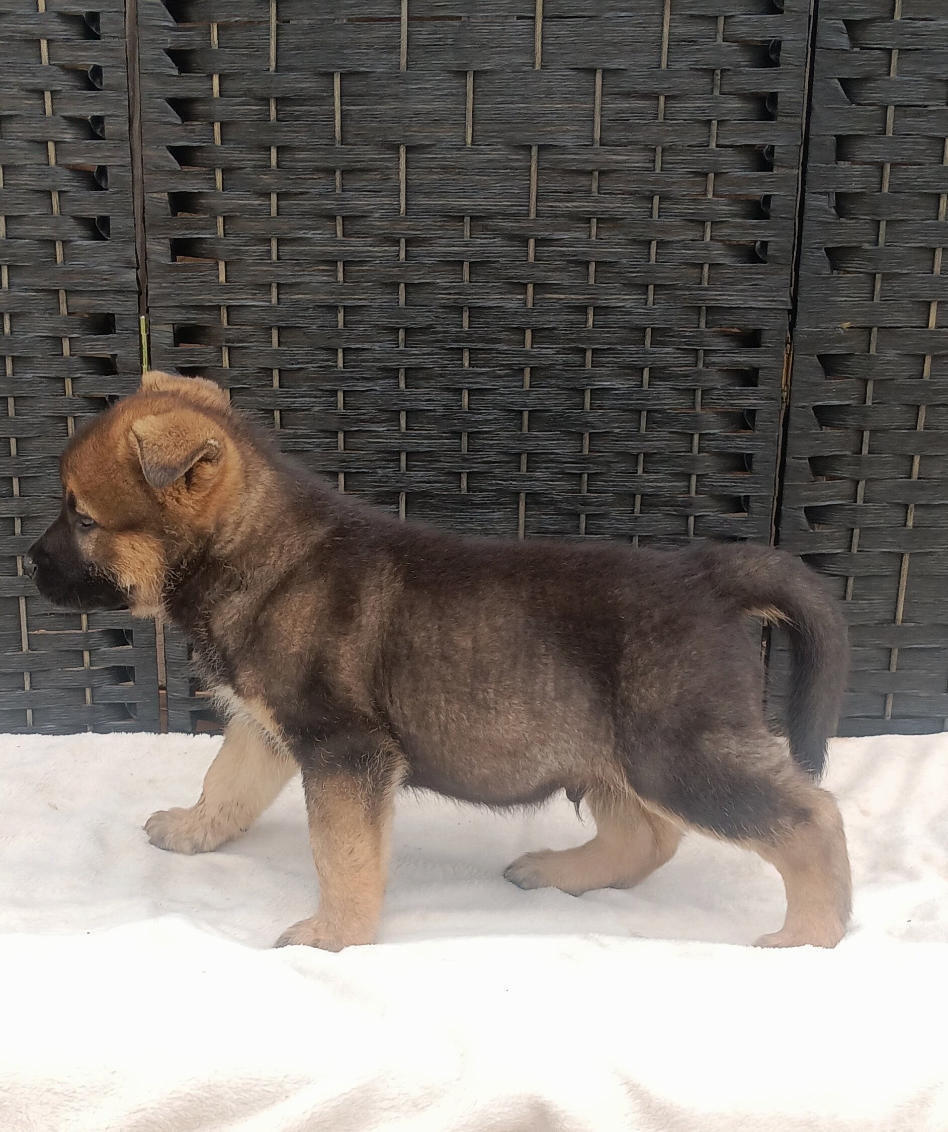 CKC German shepherd puppies image 4