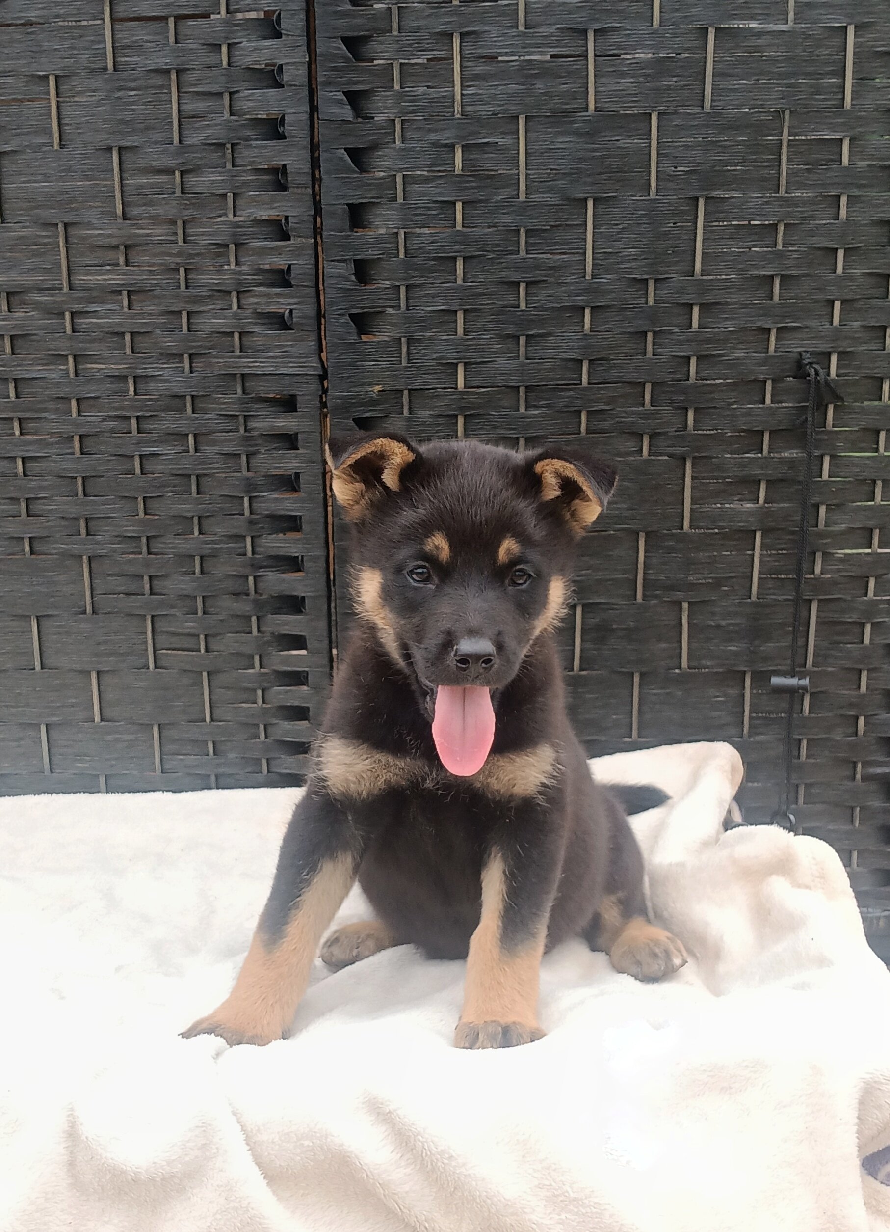 CKC German shepherd puppies image 5