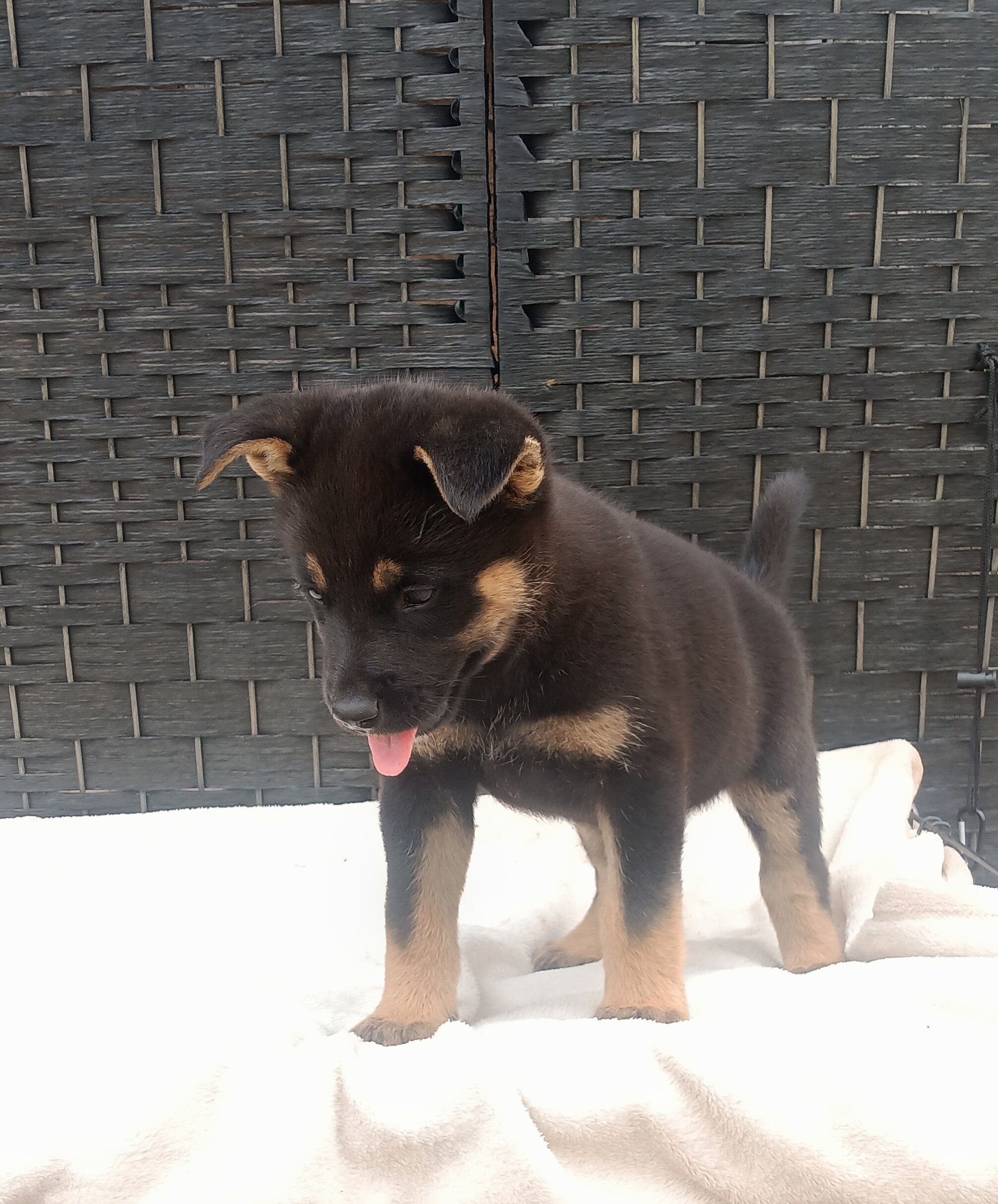 CKC German shepherd puppies image 6