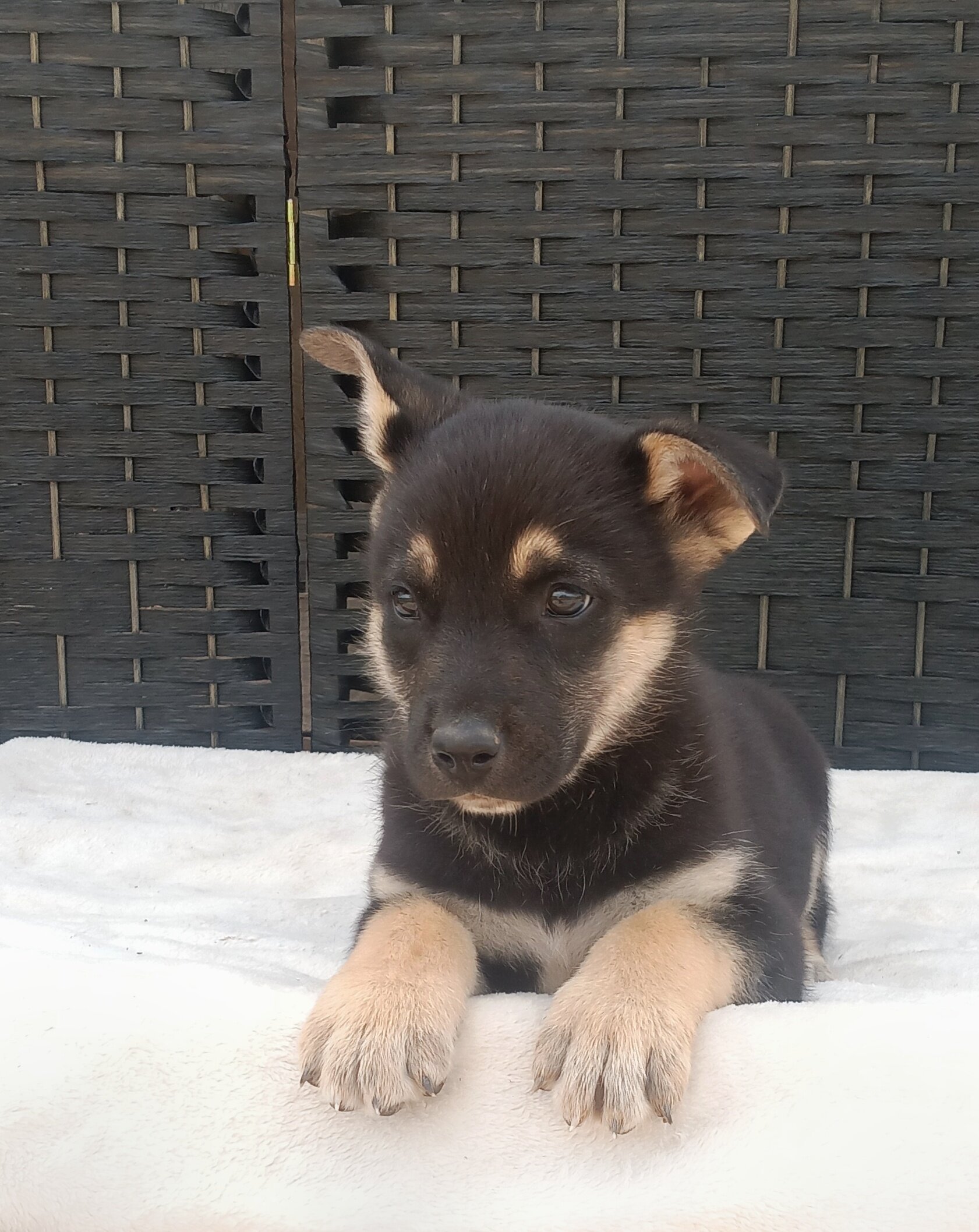 CKC German shepherd puppies image 1