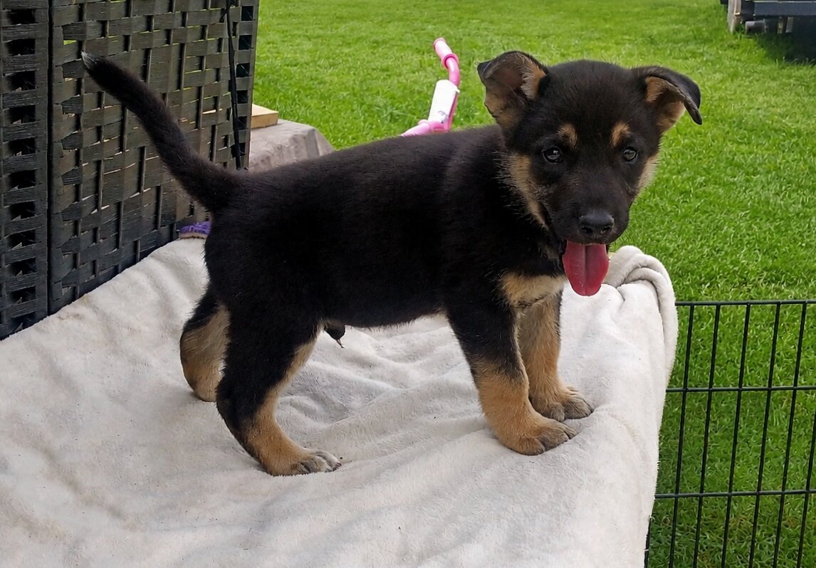 CKC German shepherd puppies image 2