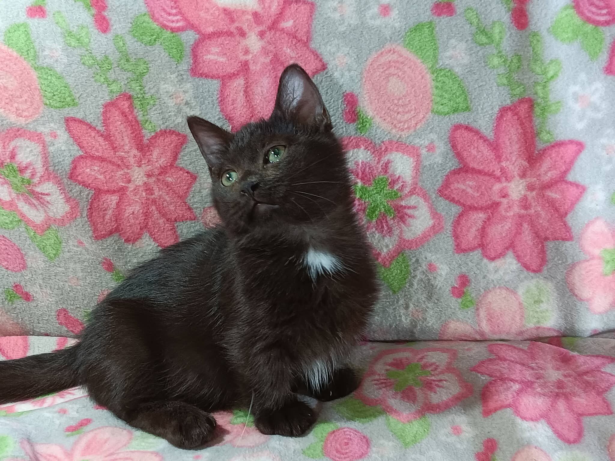 Female standard munchkin image 1