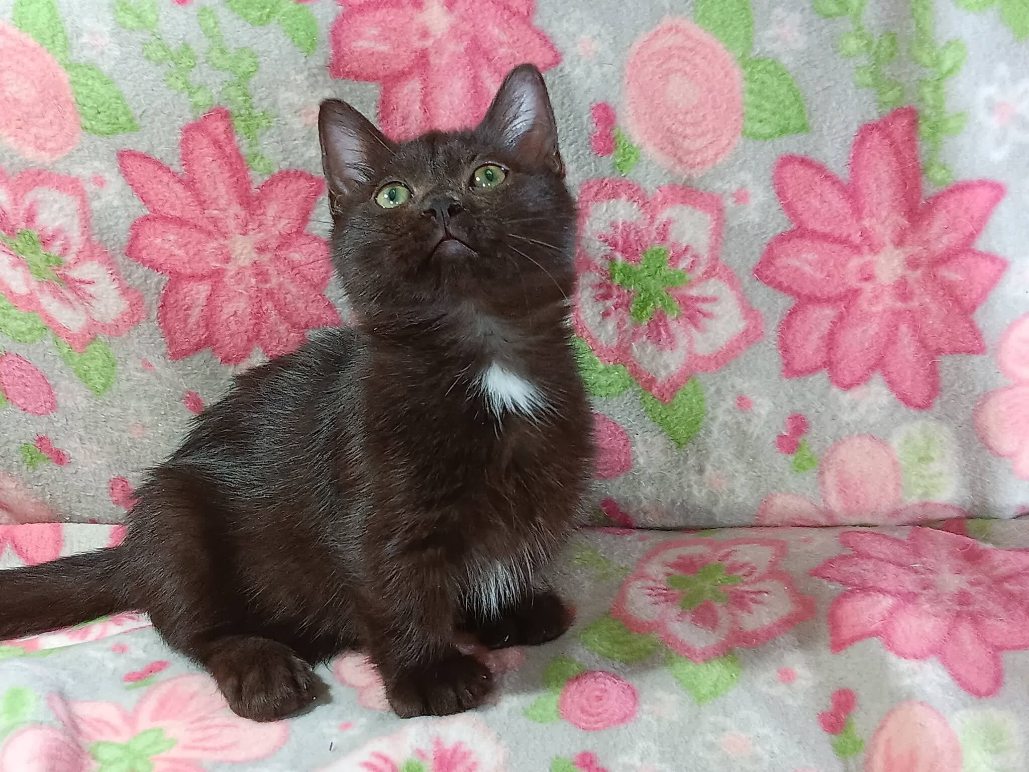 Female standard munchkin image 2