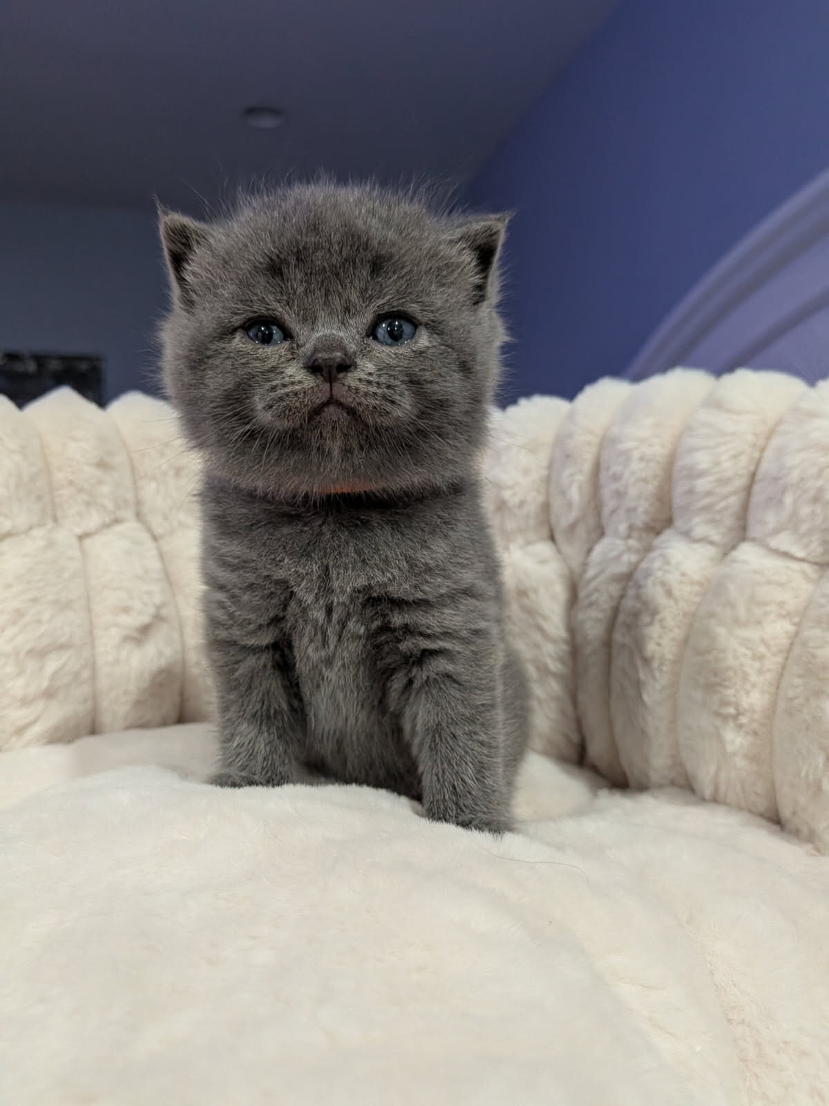 British Shorthair image 1