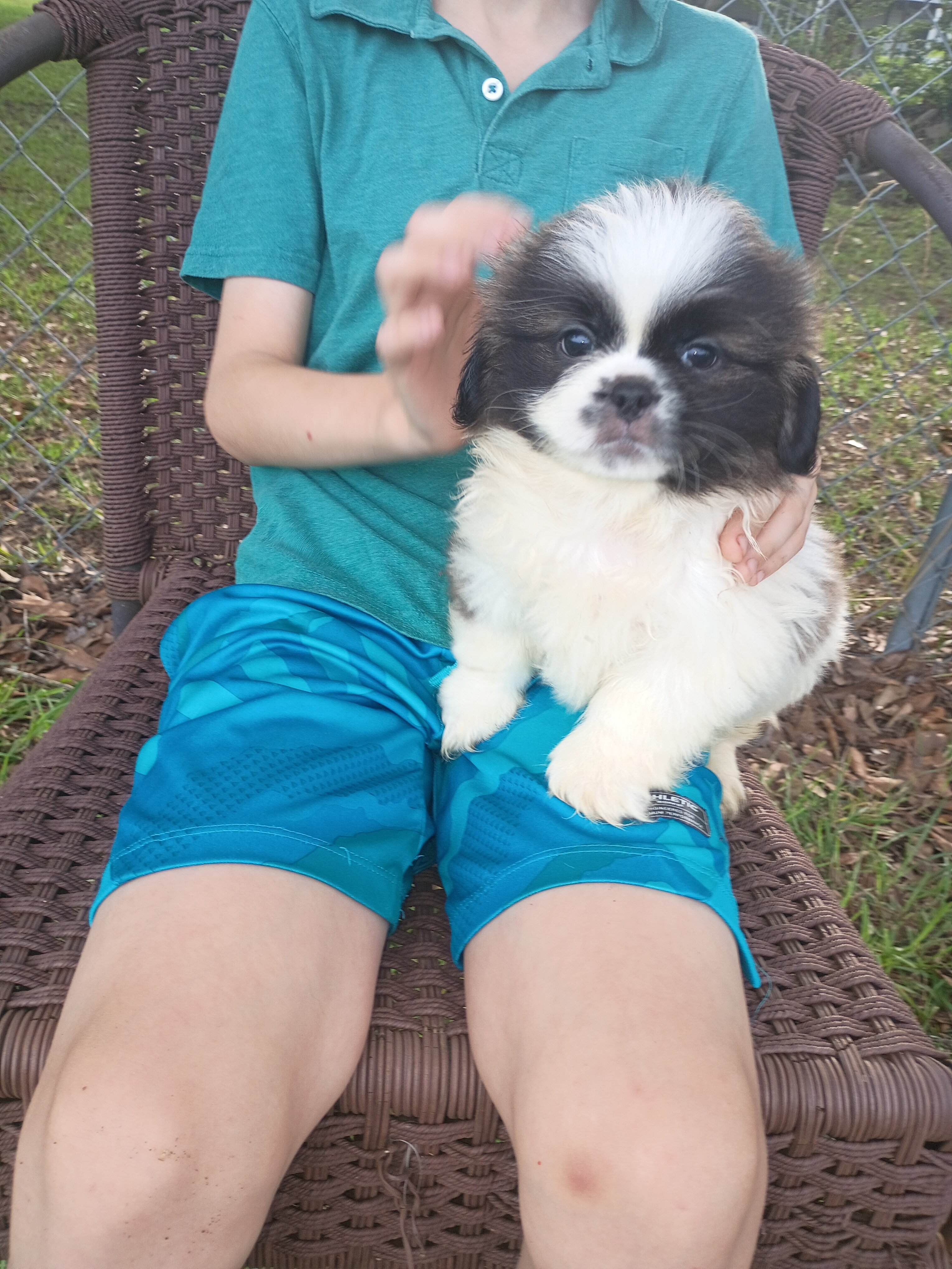 Peekapoo pups image 2