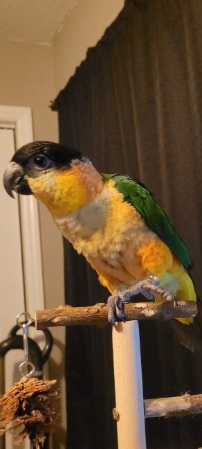 Black Headed Caique For Sale image 1