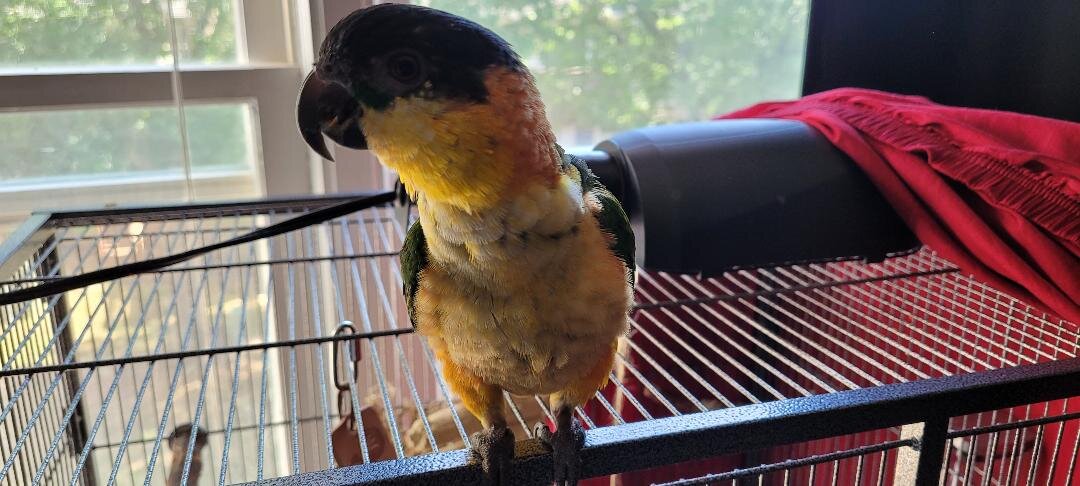 Black Headed Caique For Sale image 2