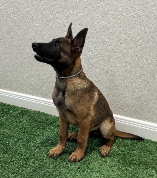 Belgian Malinois Puppy image 1