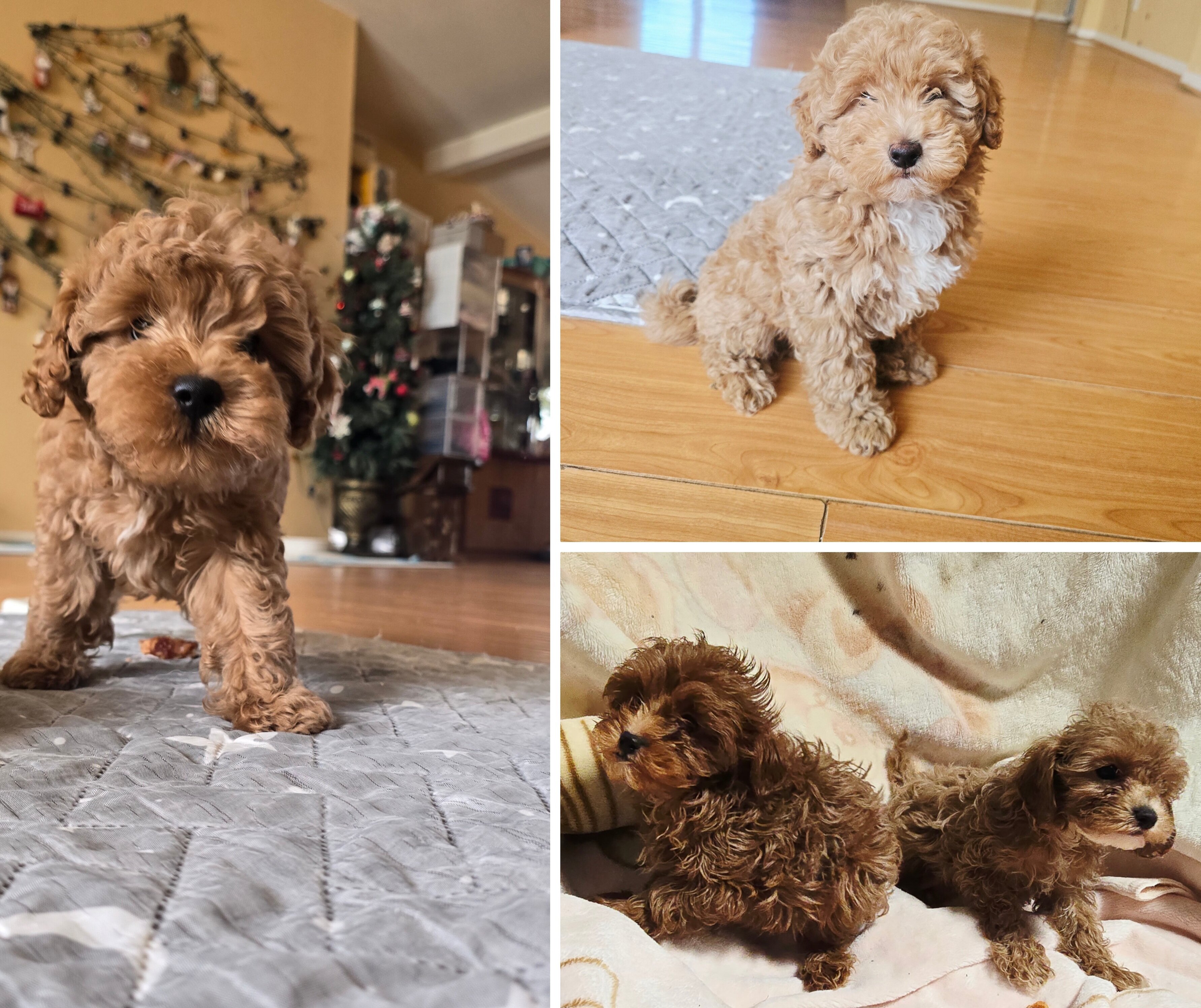 Maltipoo puppy image 1