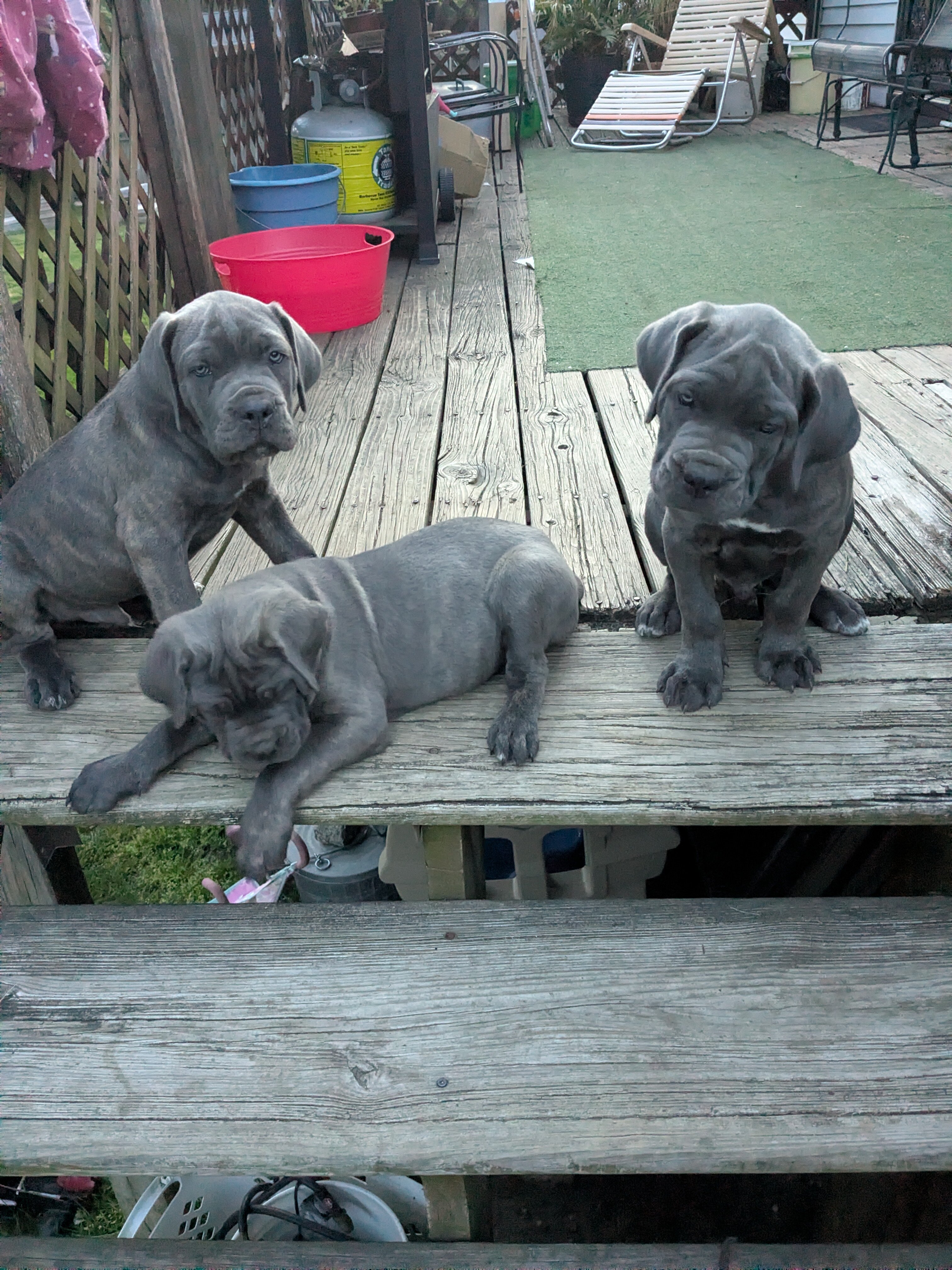 CANE CORSO image 6