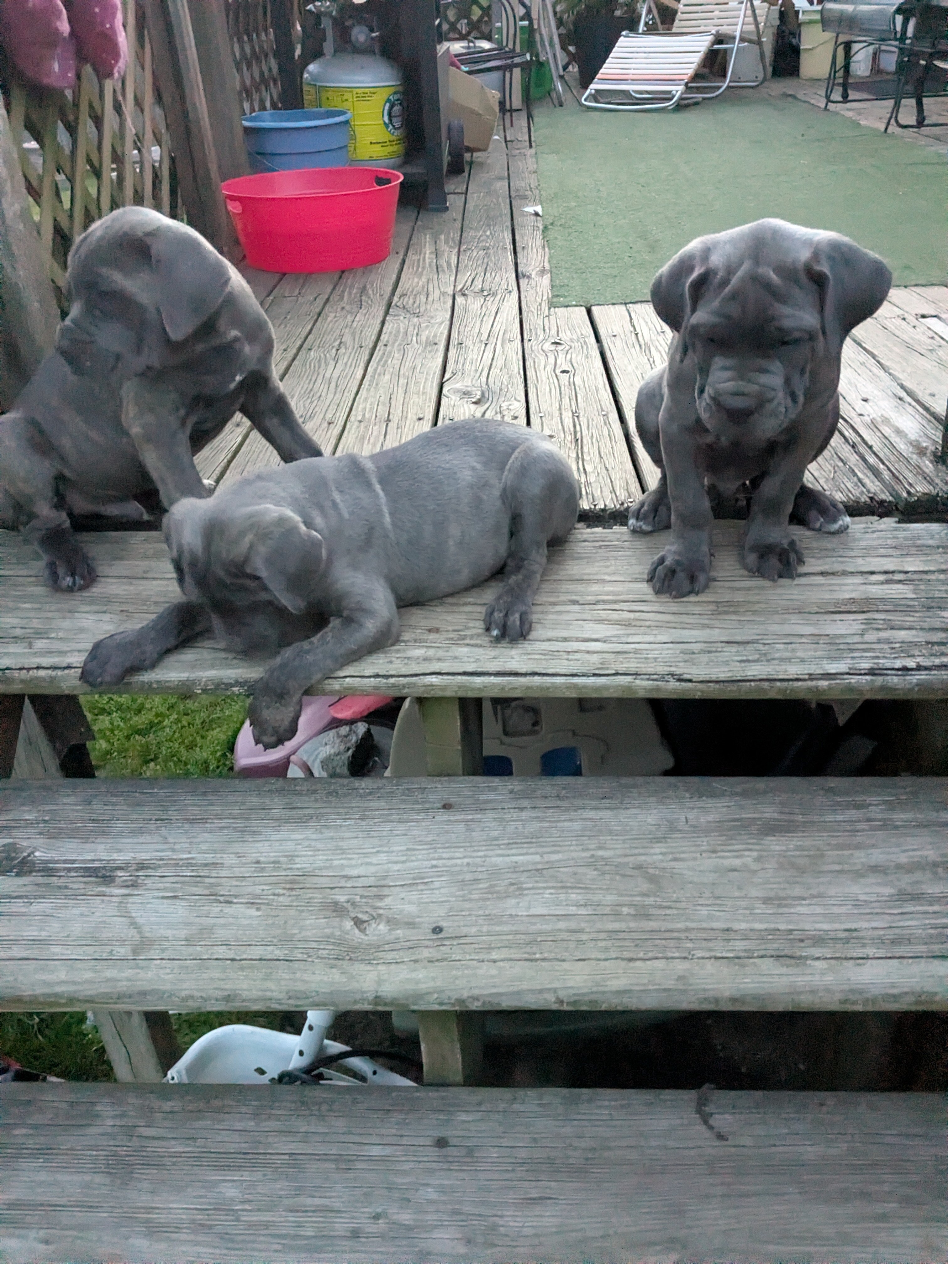 CANE CORSO image 5
