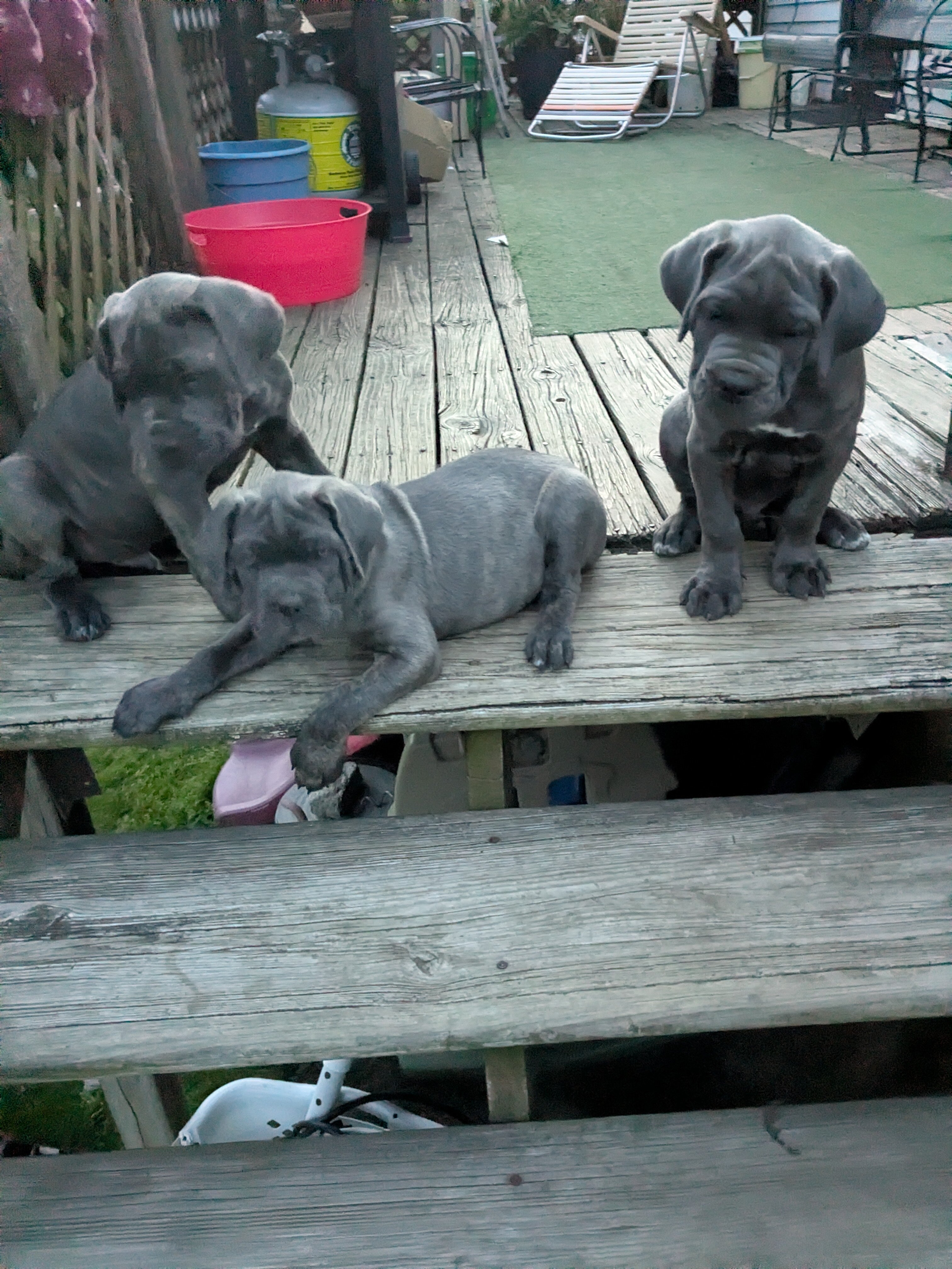 CANE CORSO image 4
