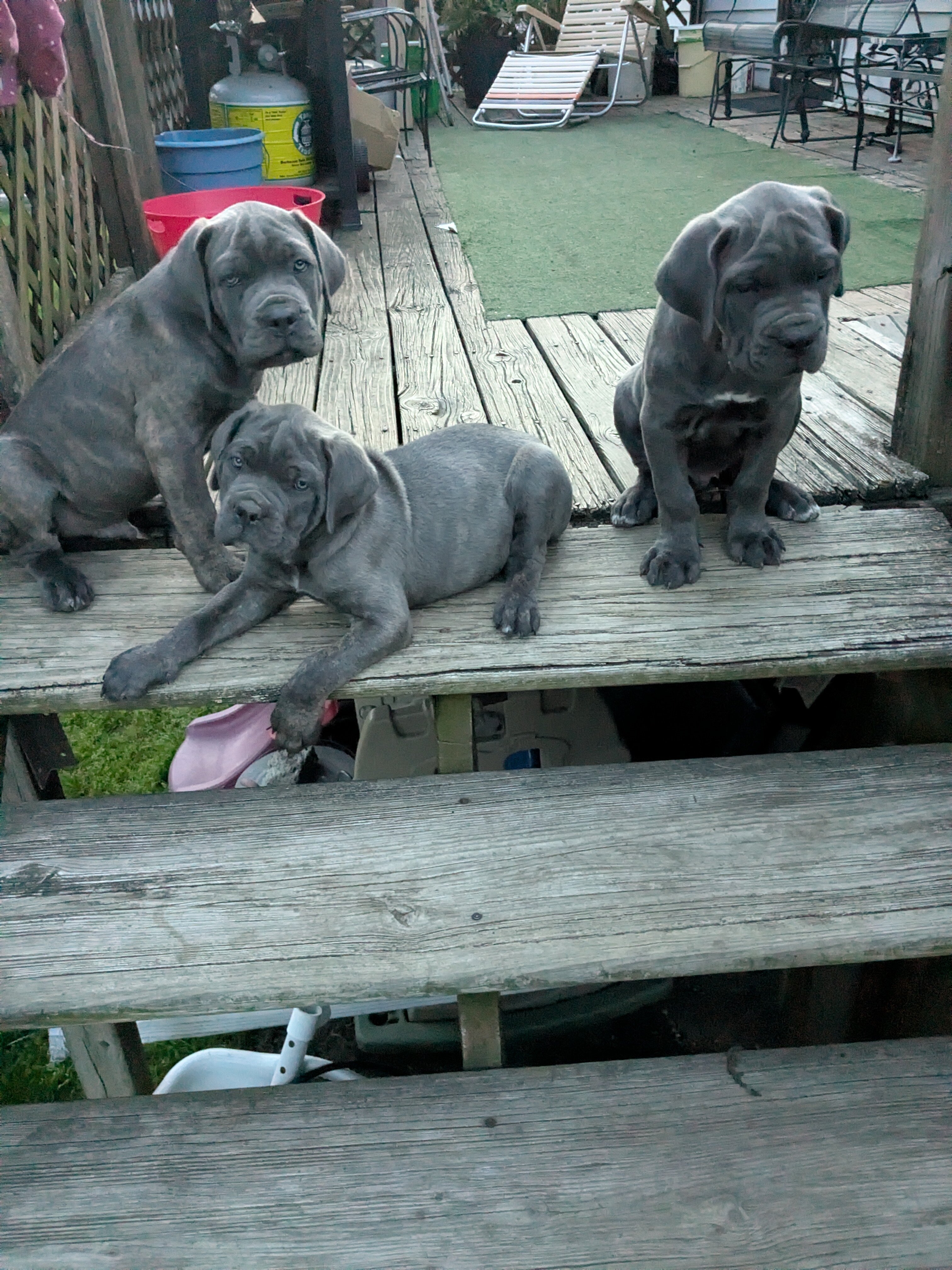 CANE CORSO image 2