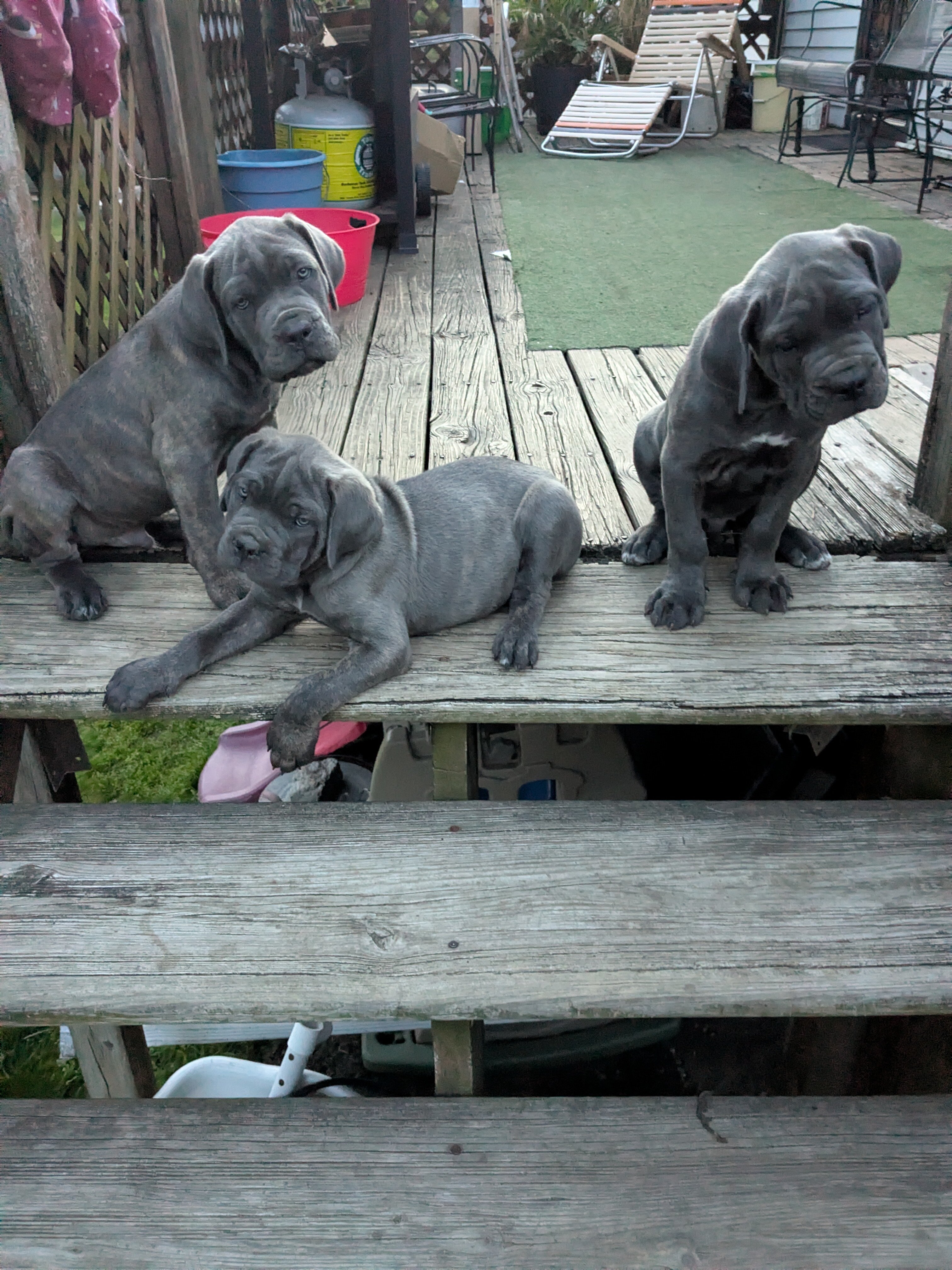 CANE CORSO image 1