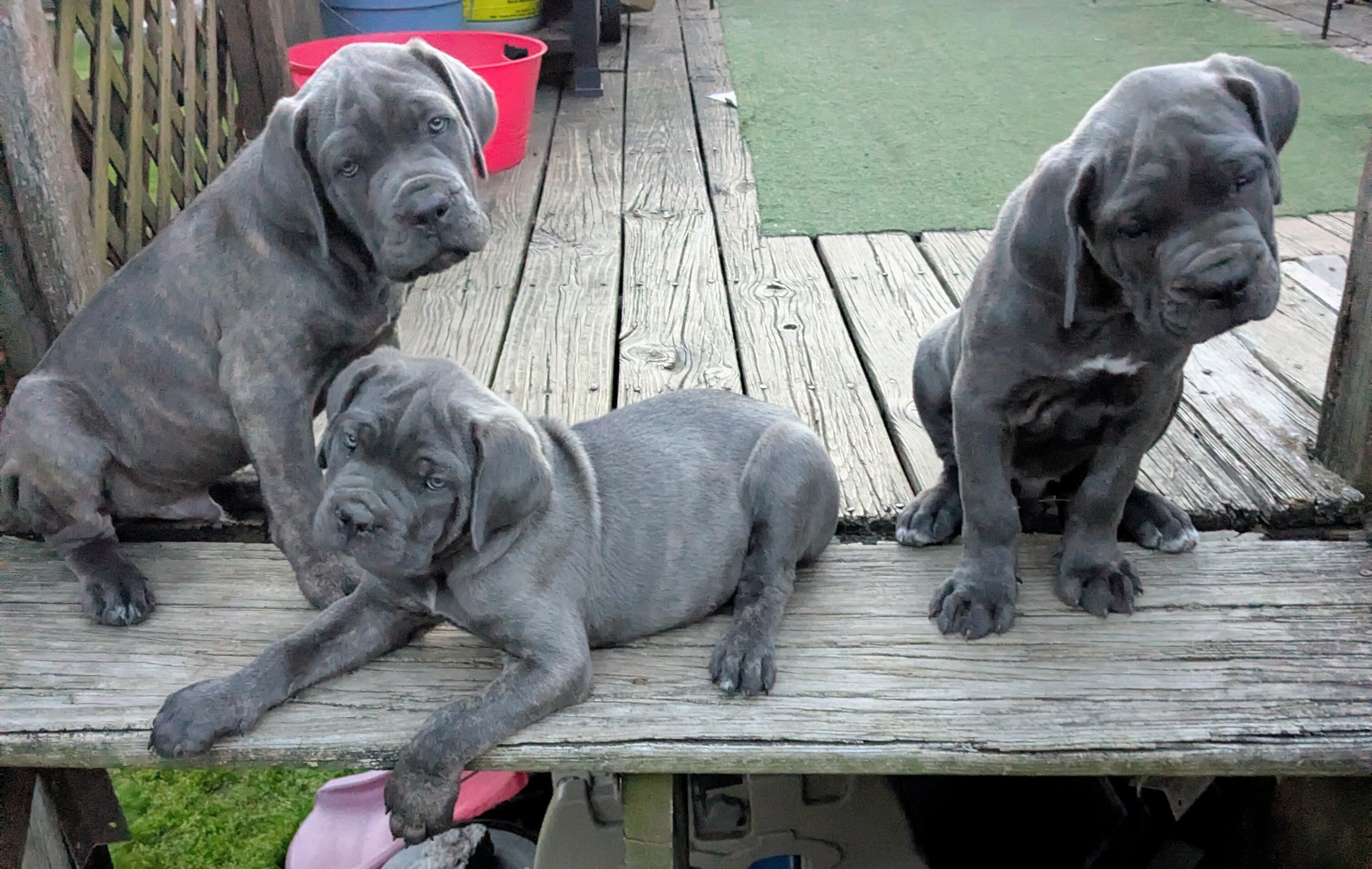 CANE CORSO image 3