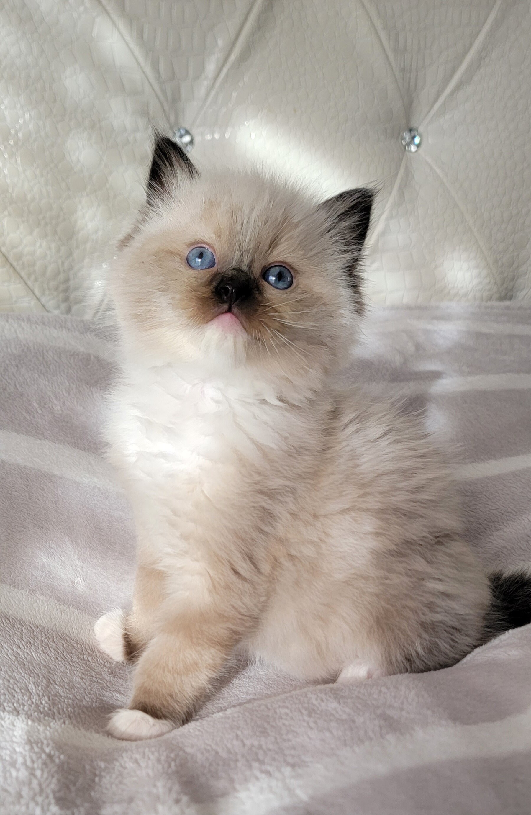 Ragdoll Seal Point Kitten Pure breed image 3