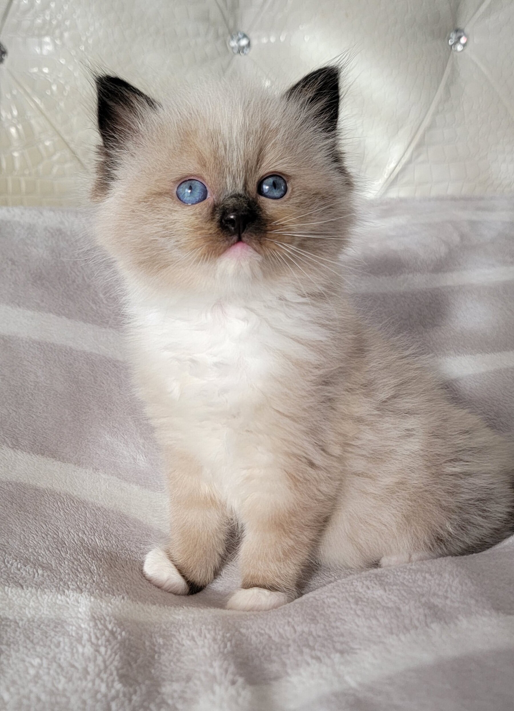 Ragdoll Seal Point Kitten Pure breed image 1