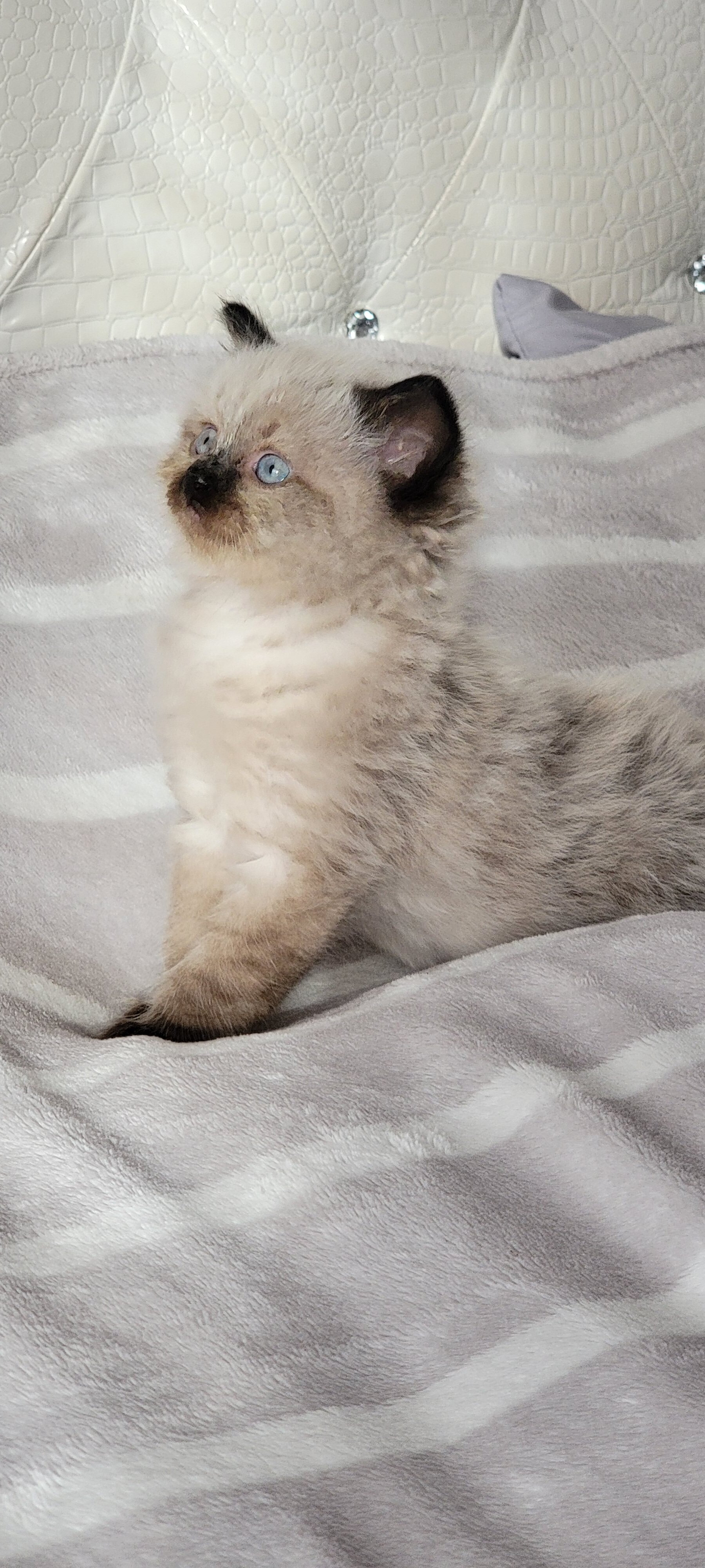 Ragdoll Seal Point Kitten Pure breed image 2
