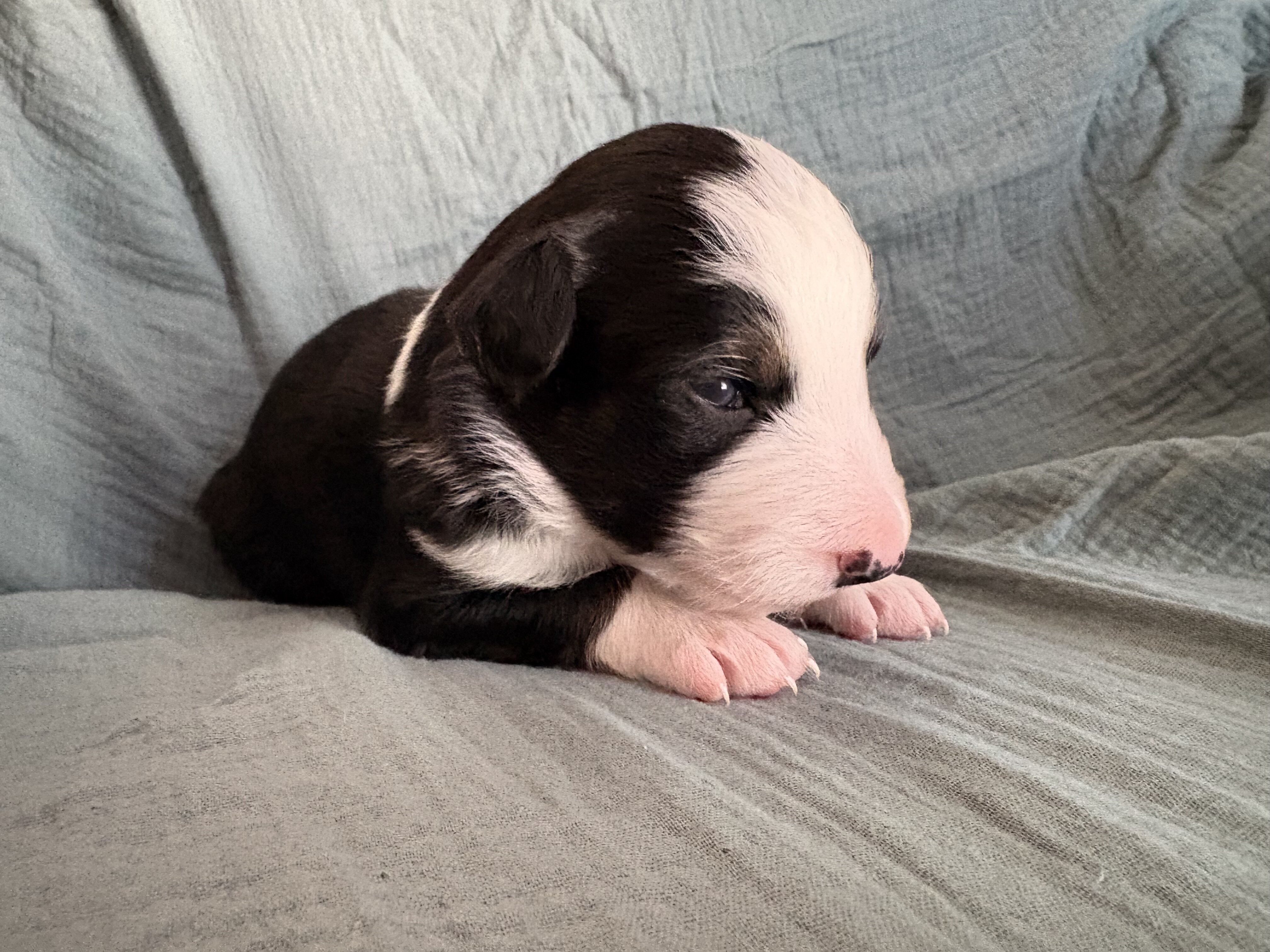 Border Collie Pups image 2