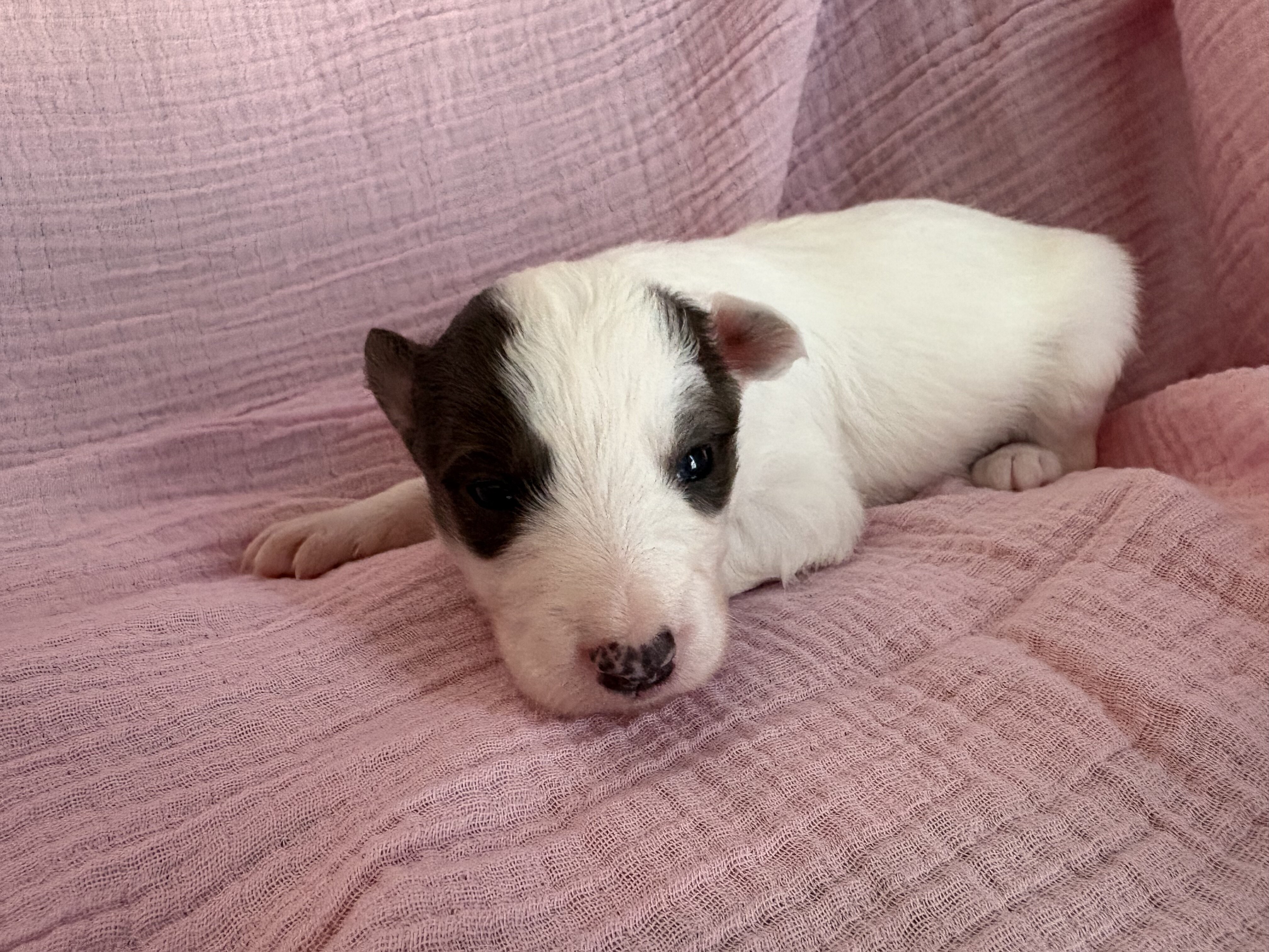 Border Collie Pups image 1
