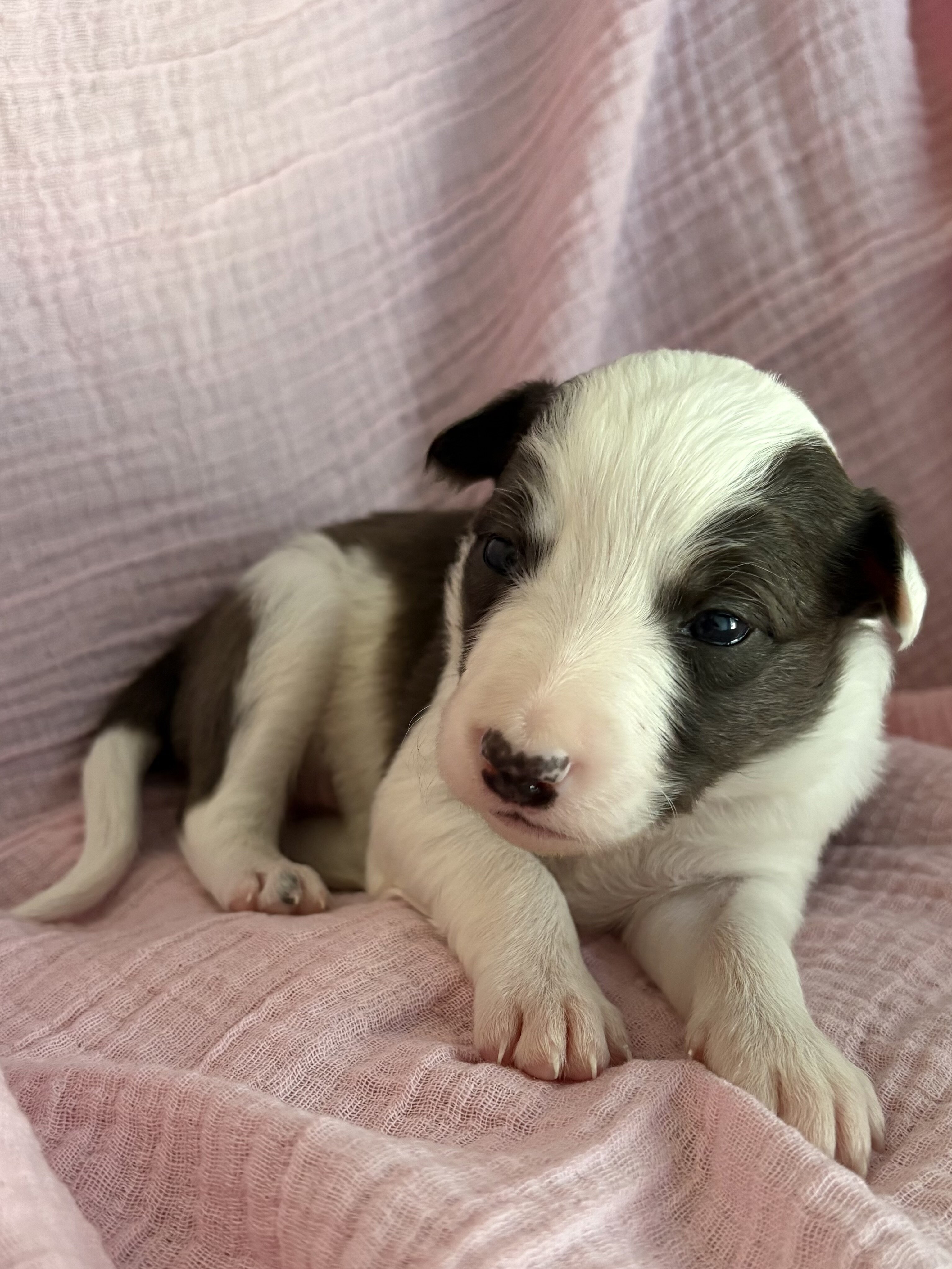 Border Collie Pups image 5
