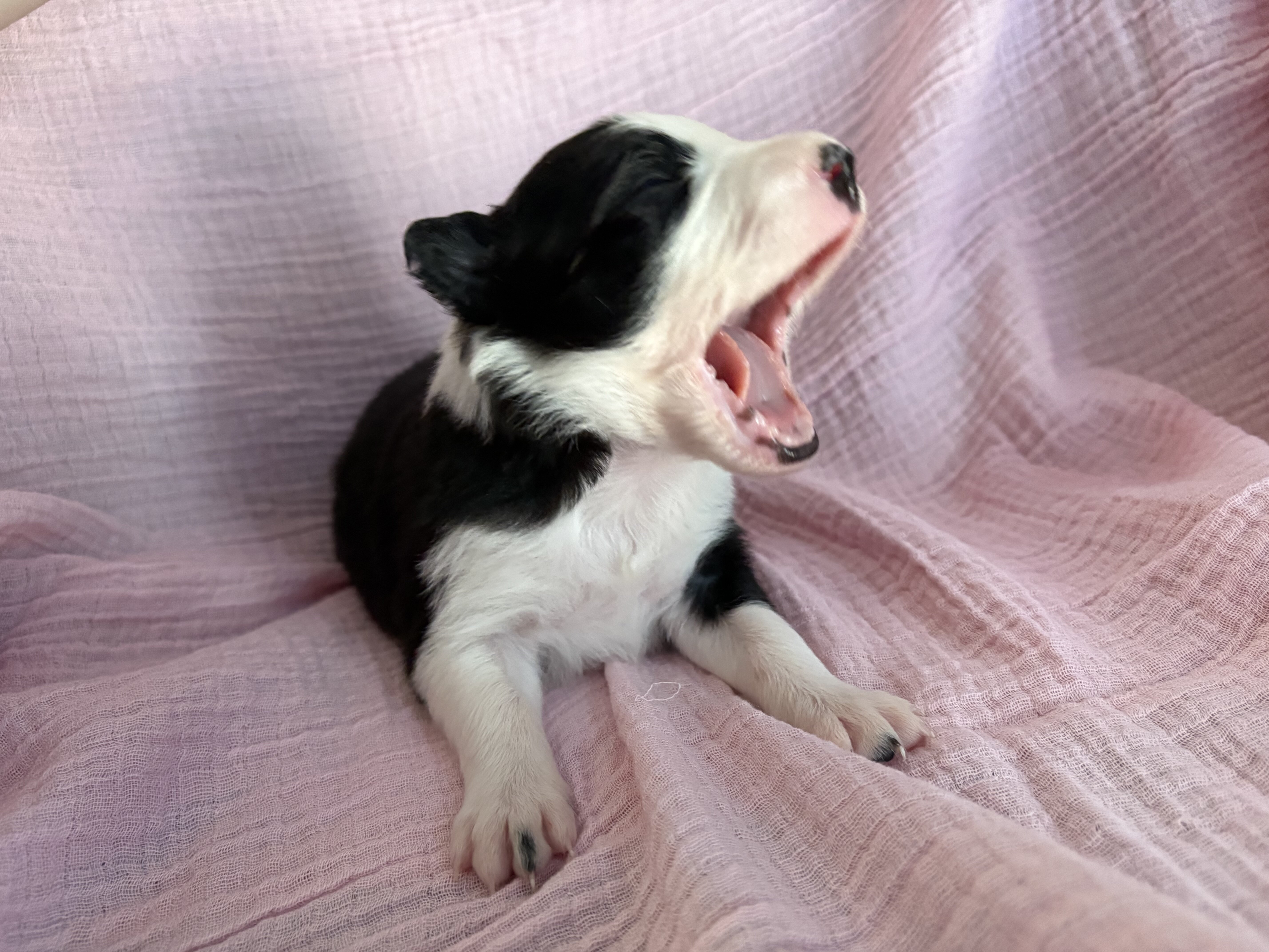 Border Collie Pups image 4