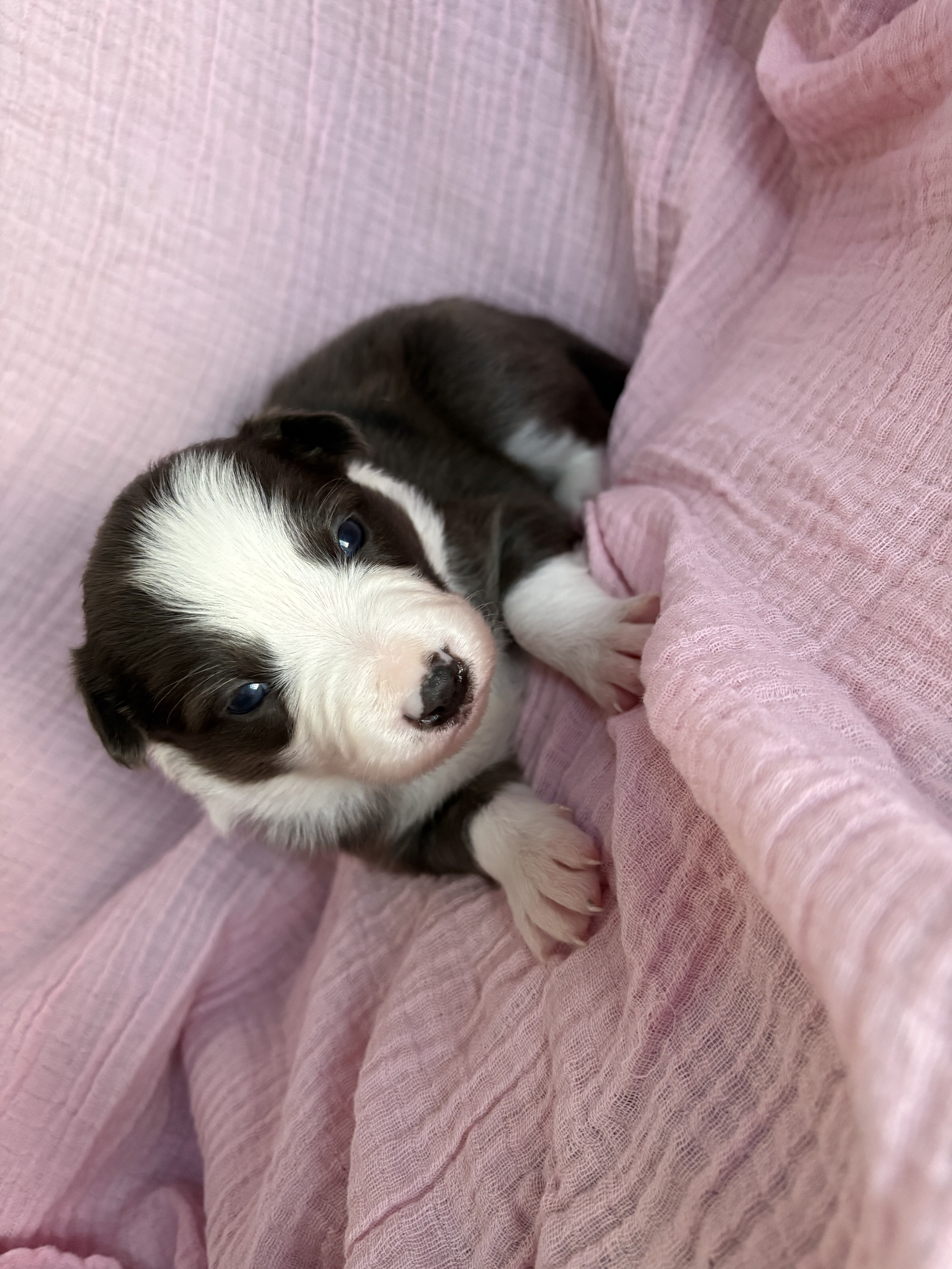 Border Collie Pups image 3
