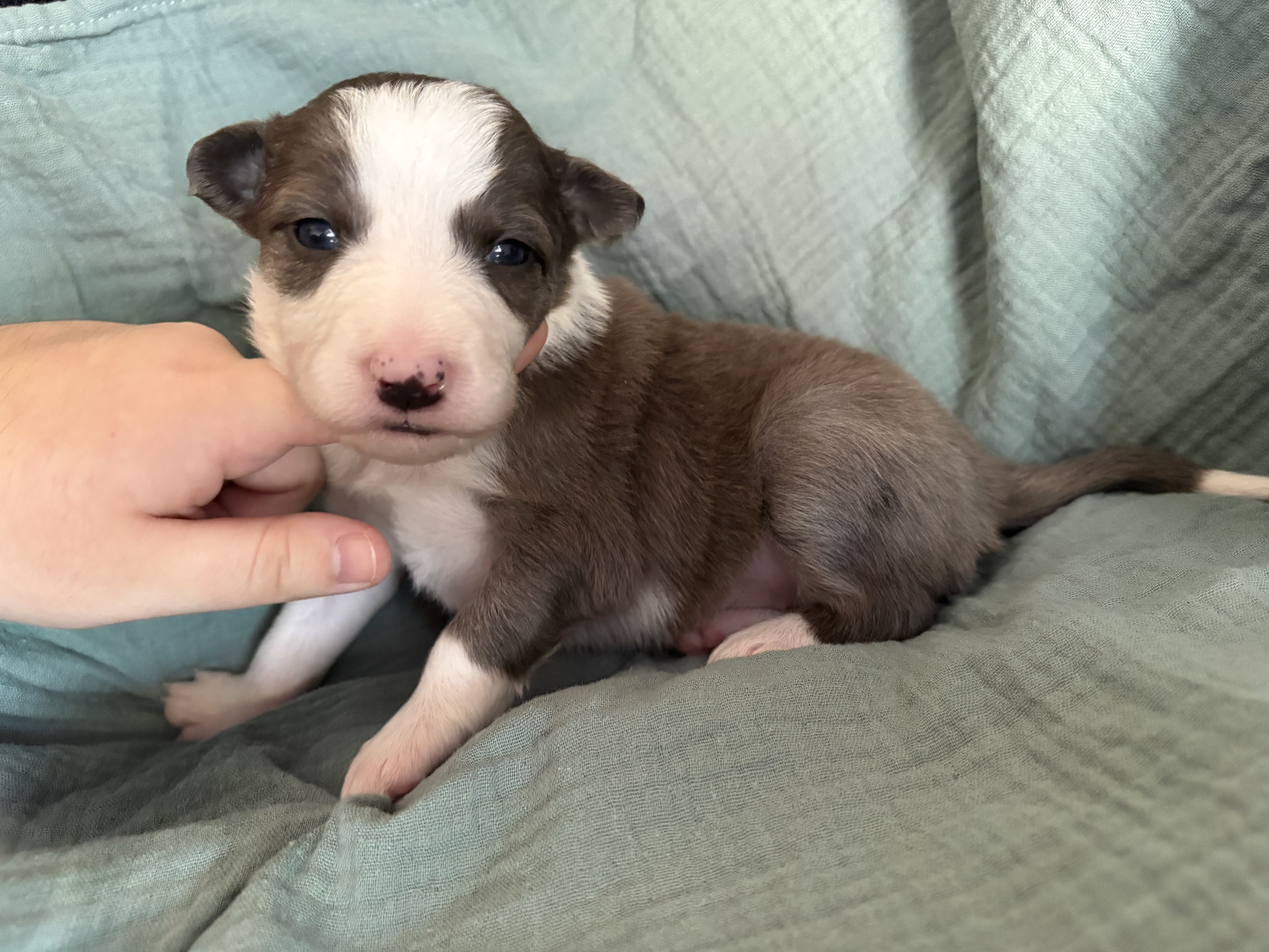 Border Collie Pups image 8