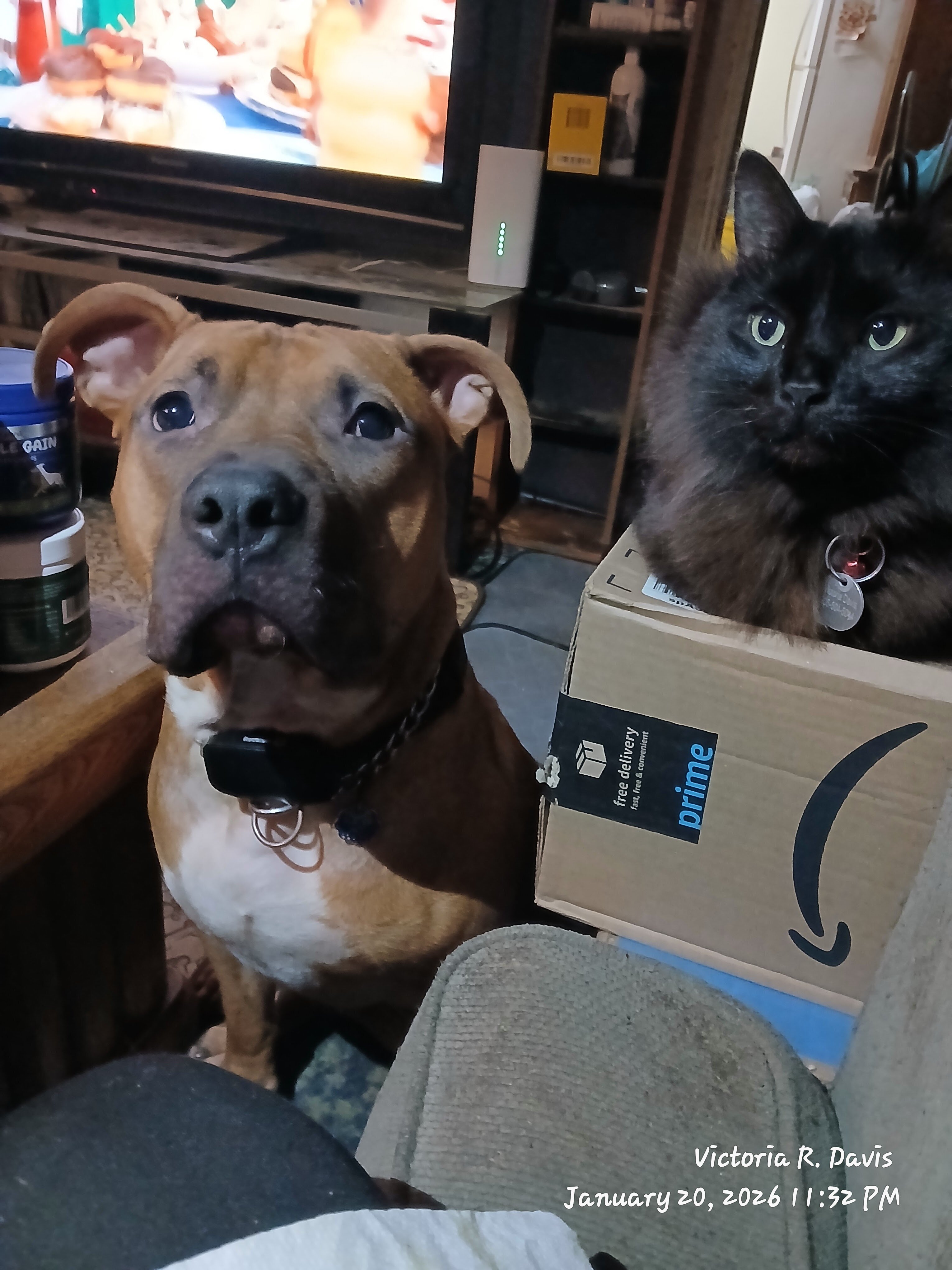 AmStaff Needs Home and Job image 2
